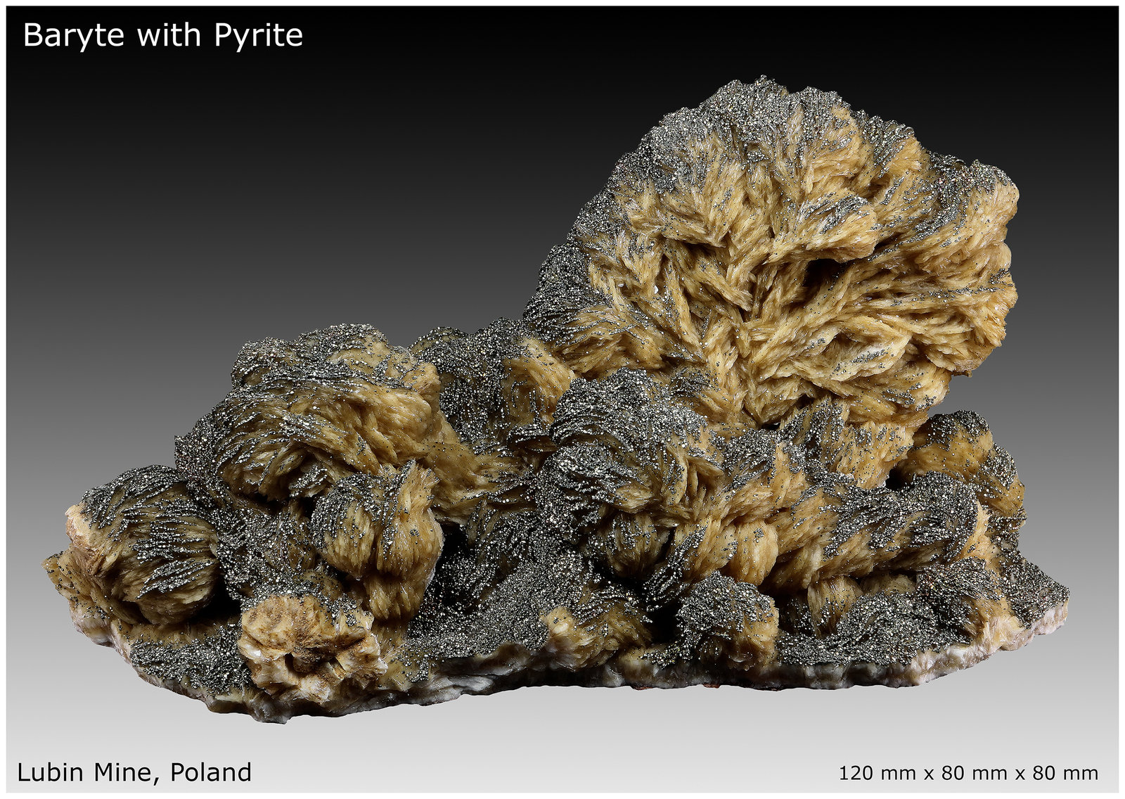 Baryte with Pyrite
120 mm x 80 mm x 80 mm
(Autor: silvia)