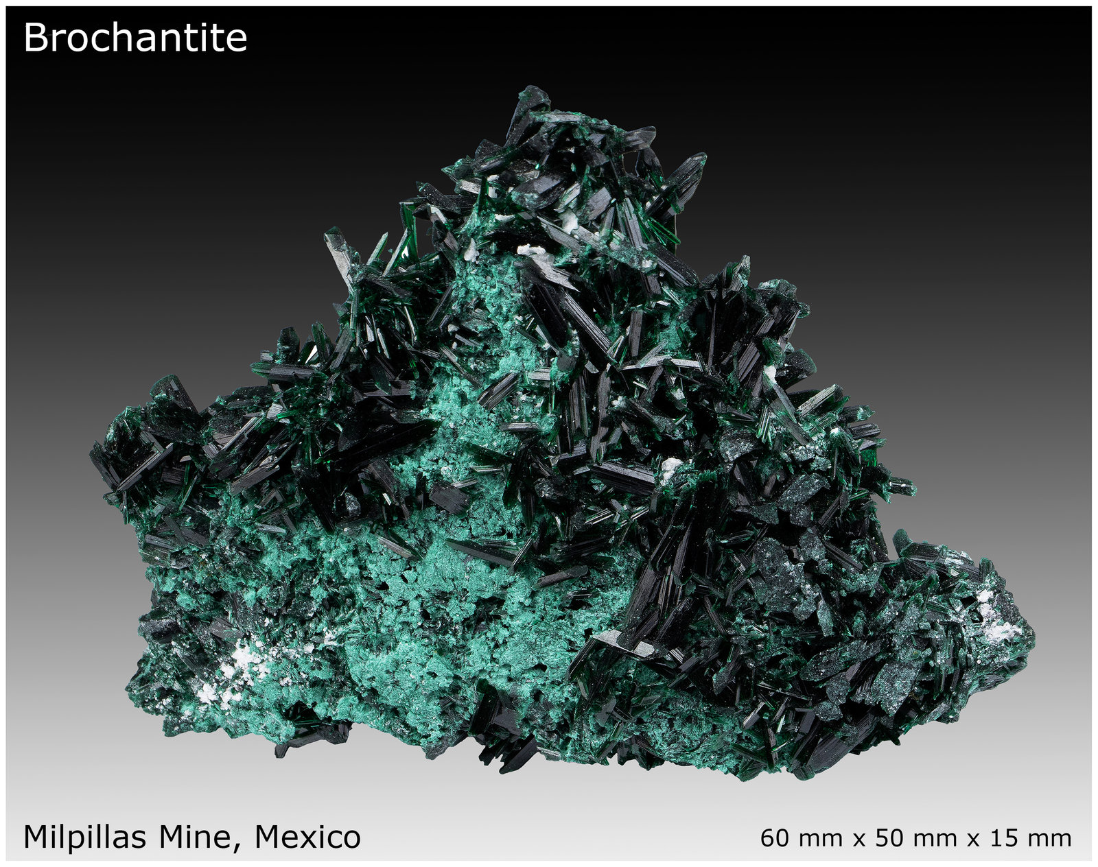 Brochantite
60 mm x 50 mm x 15 mm
(Autor: silvia)