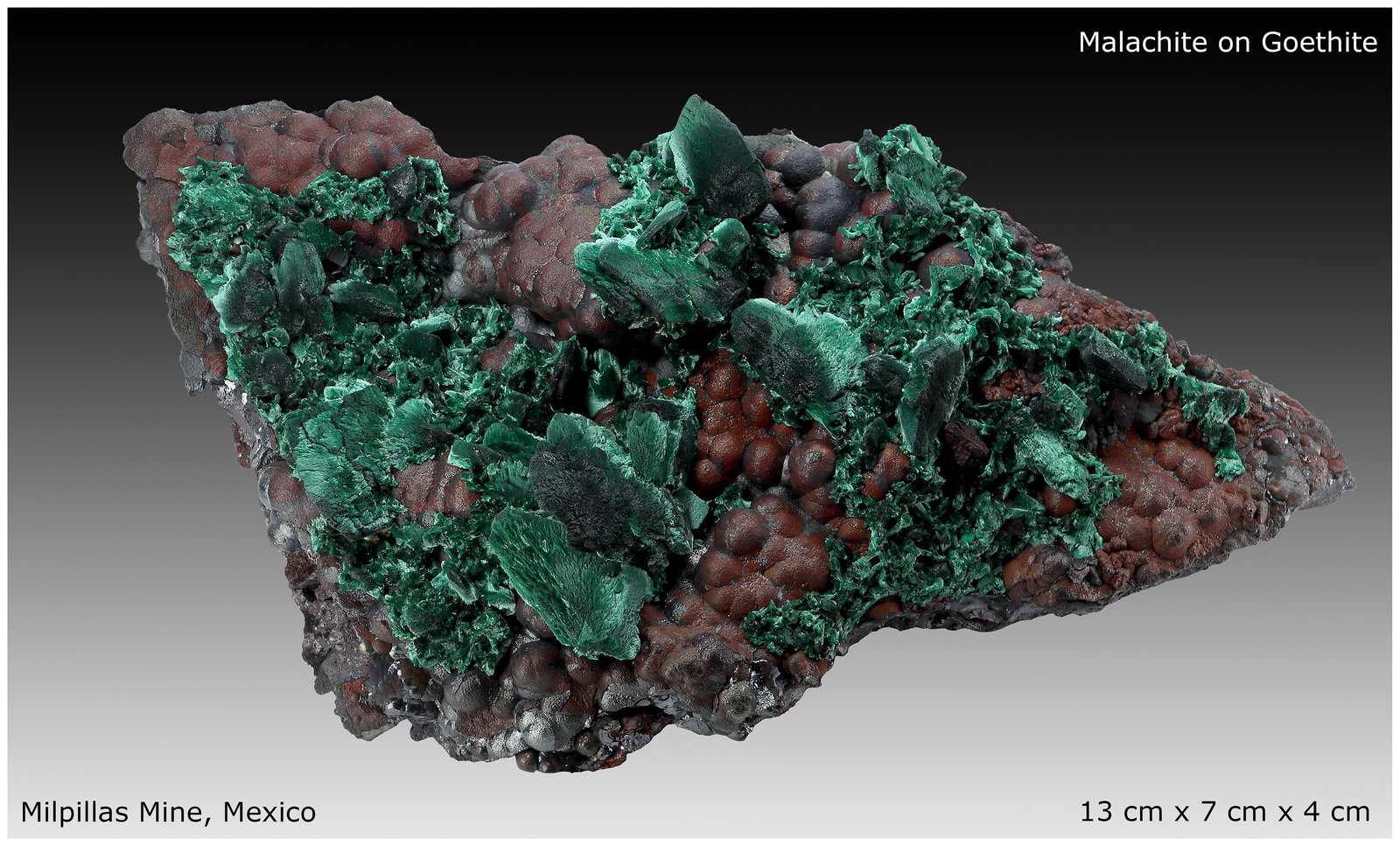 Malachite after Azurite on Goethite
13 cm x 7 cm x 4 cm
(Autor: silvia)