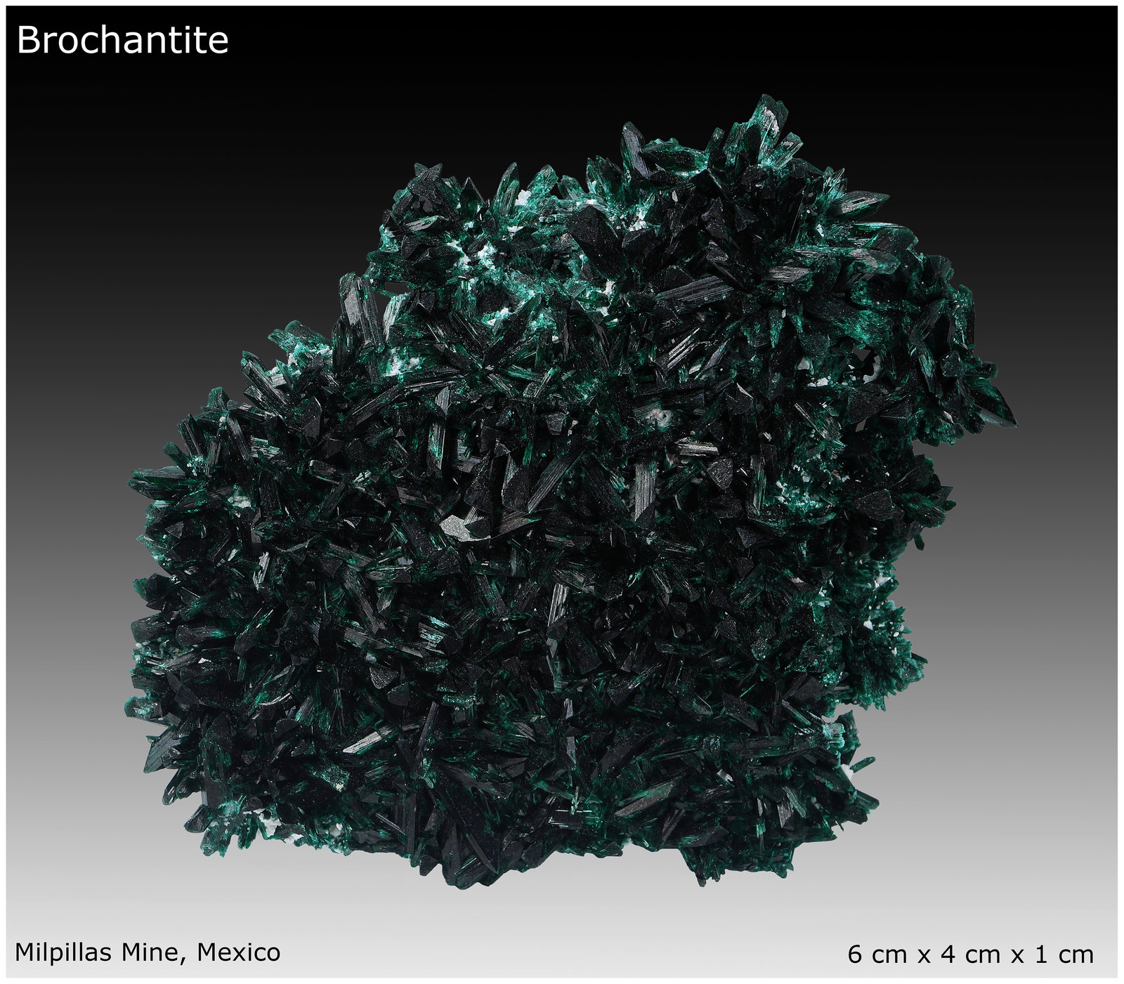 Brochantite
6 cm x 4 cm x 1 cm
(Autor: silvia)