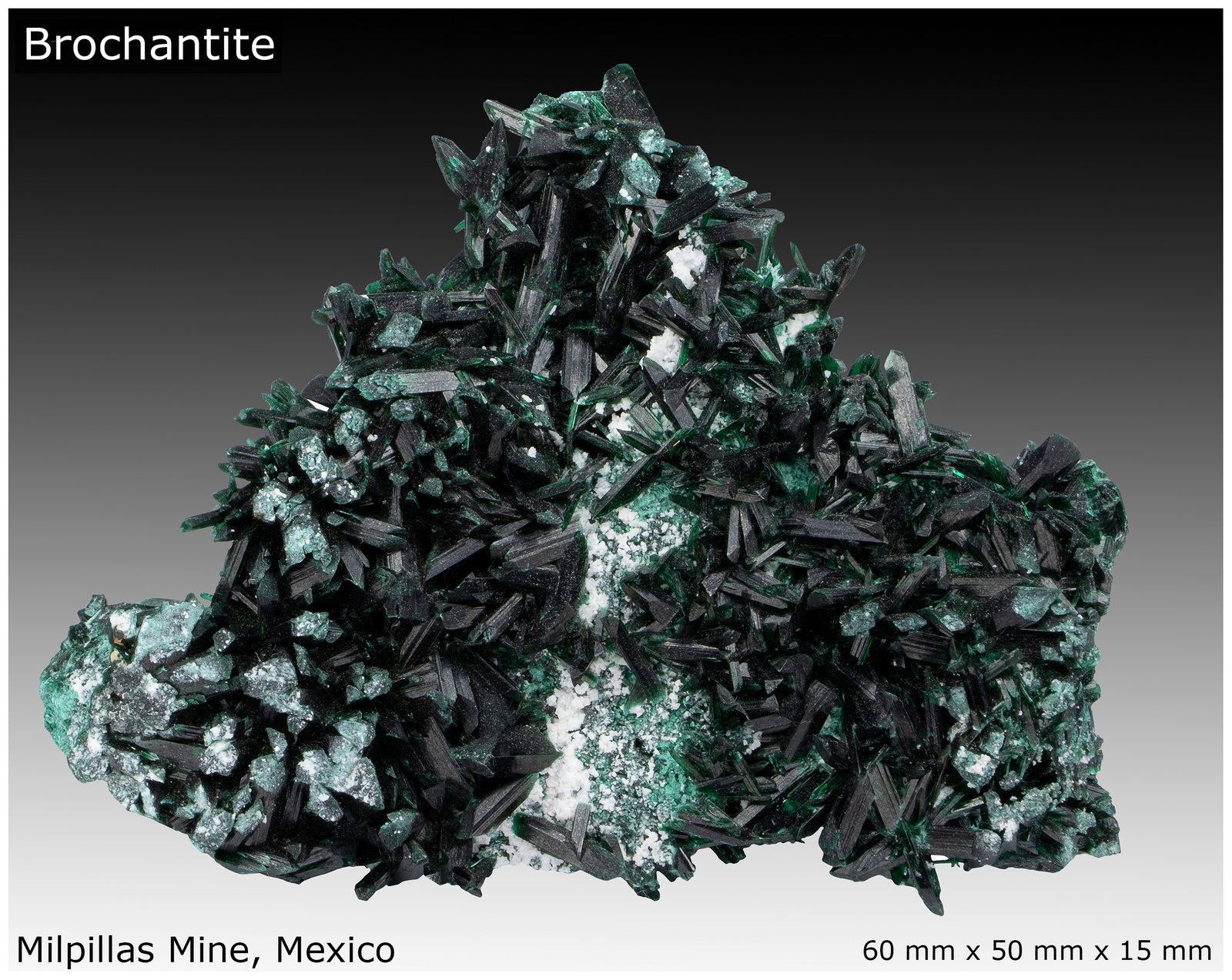 Brochantite
60 mm x 50 mm x 15 mm
(Autor: silvia)