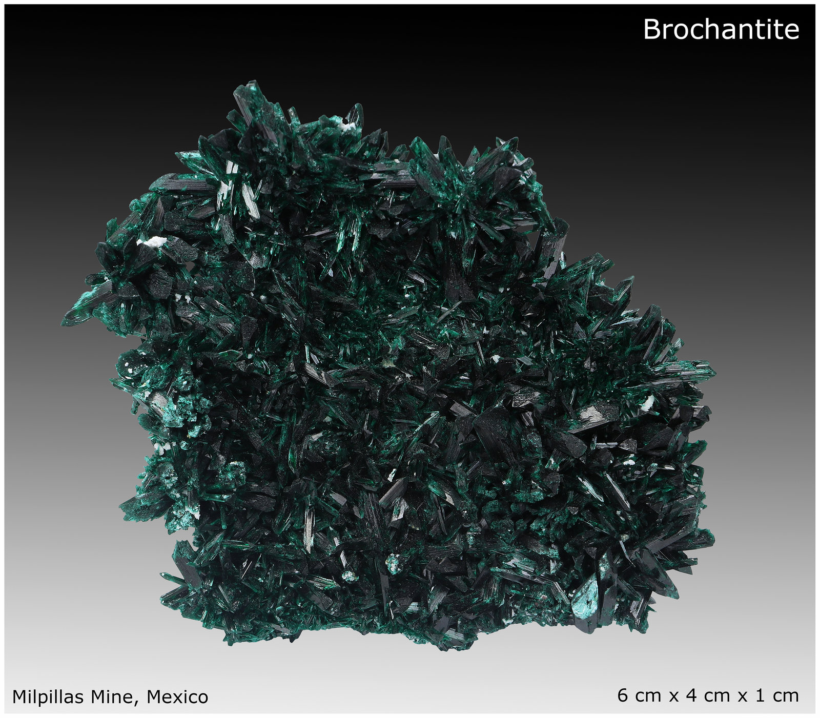 Brochantite
6 cm x 4 cm x 1 cm
(Autor: silvia)