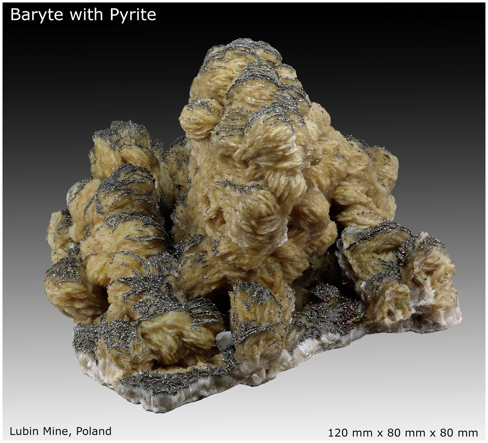 Baryte with Pyrite
120 mm x 80 mm x 80 mm
(Autor: silvia)
