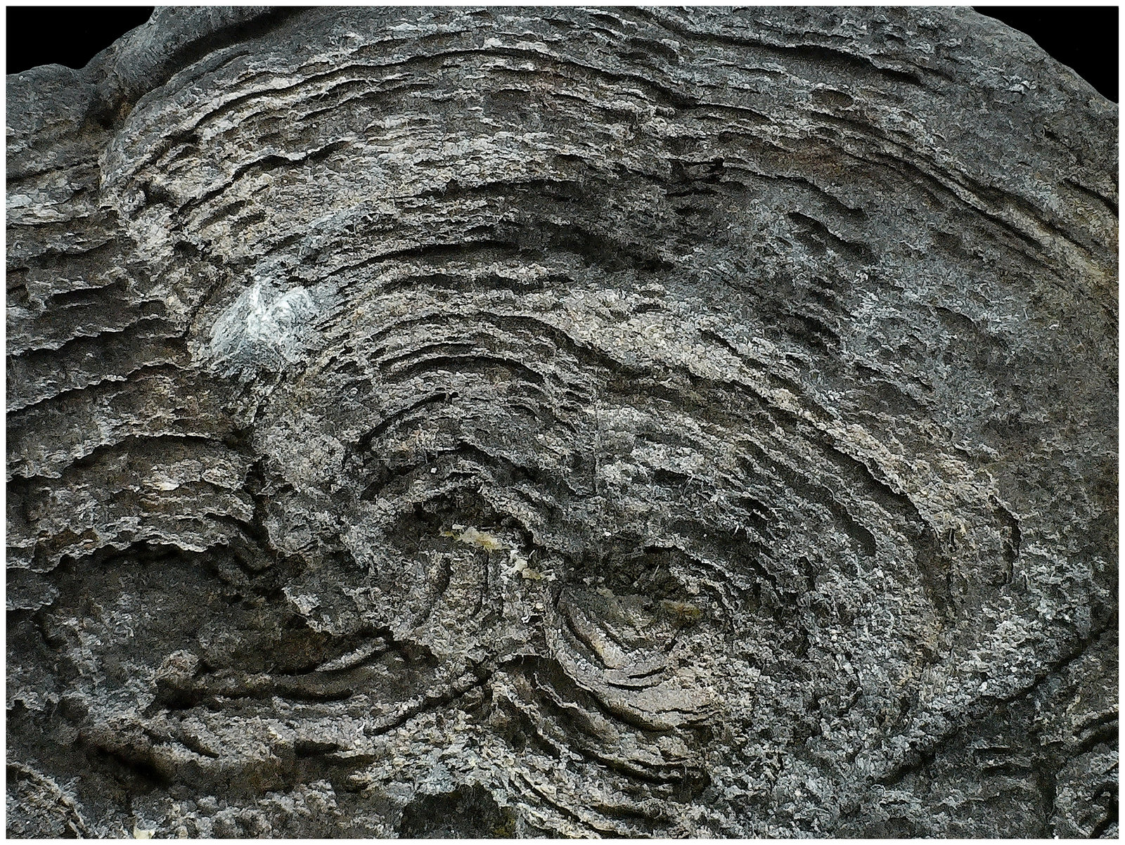 Arsenic
13 cm x 8 cm x 2 cm
(Autor: silvia)