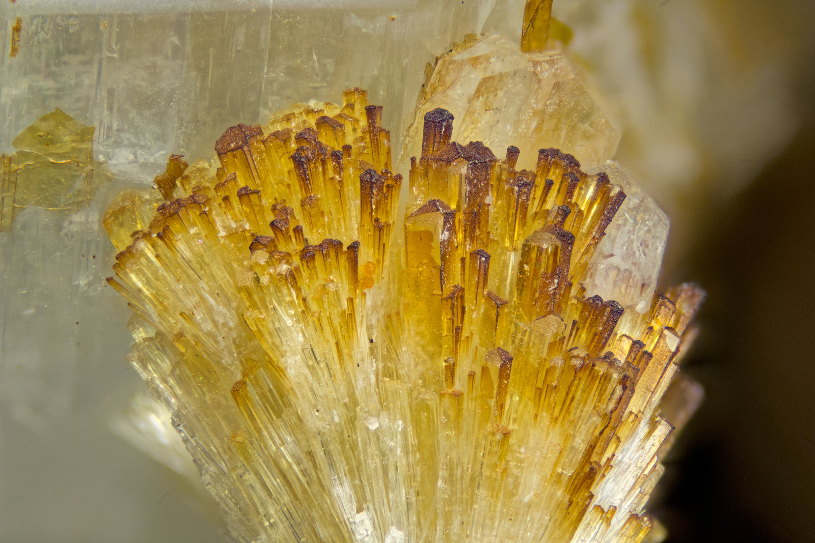 Vesuvianite
FOV = 4mm
(Autor: Doug)