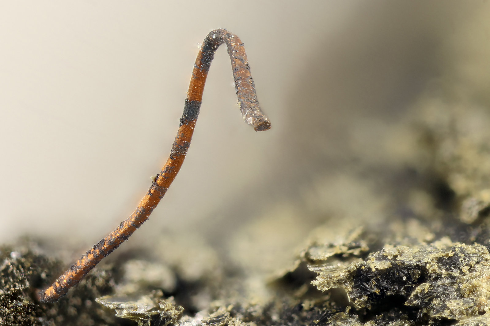 Copper
FOV = 3.0 mm
(Autor: Doug)