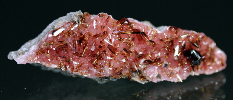 Shigaite
5.0 x 1.2 cm
(Autor: Don Lum)