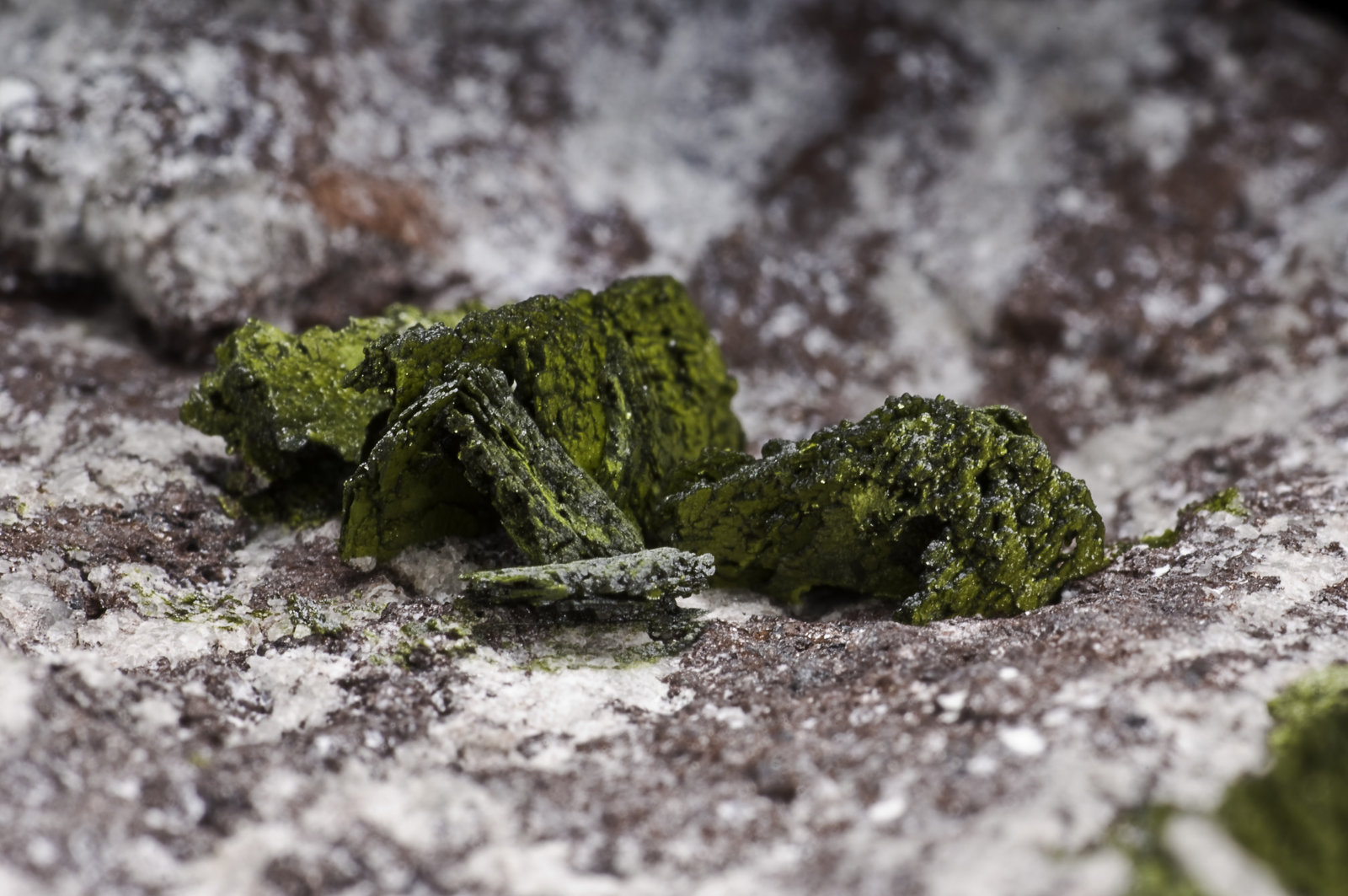Vesignieite
FOV 1.5 cm
(Autor: Peter Megaw)