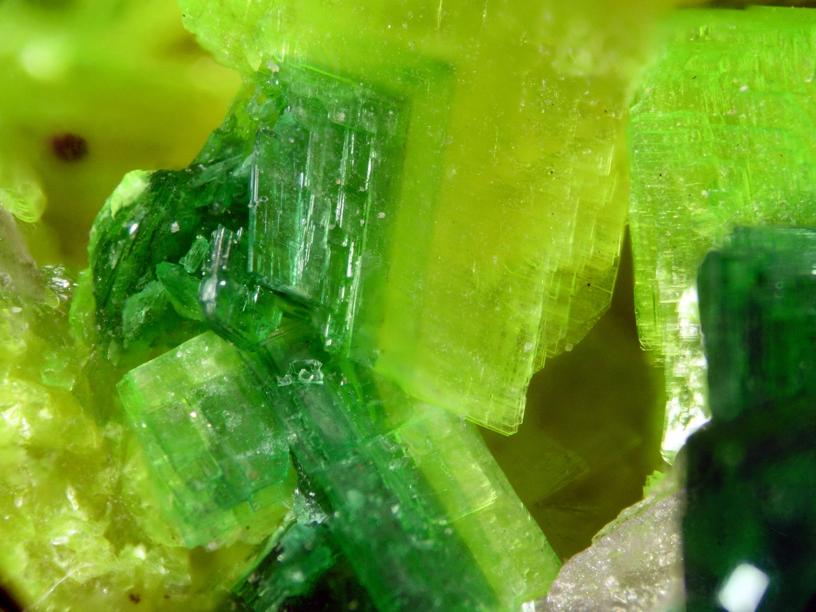 Torbernite+Saléeite
FOV 1 cm
(Autor: Cesar M. Salvan)