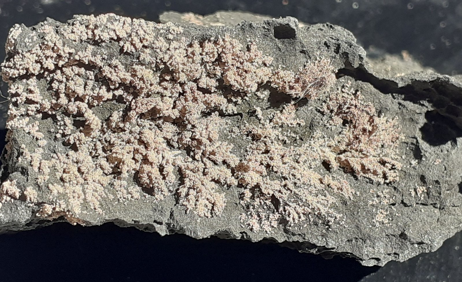 Silver
4 x 2,5 cm
(Autor: Volkmar Stingl)