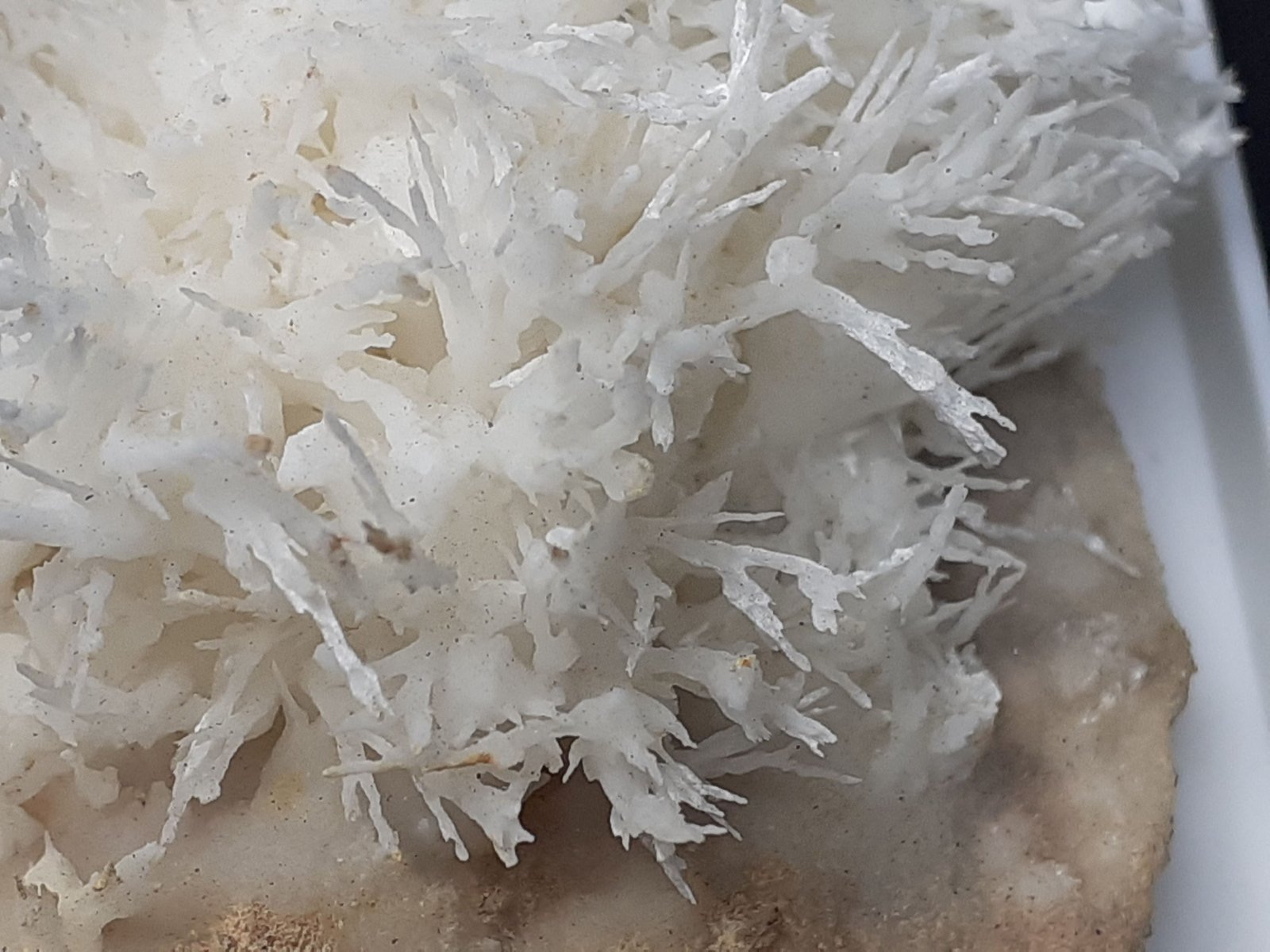 Aragonite (variety flos ferri)
4 x 4 cm
(Autor: Volkmar Stingl)