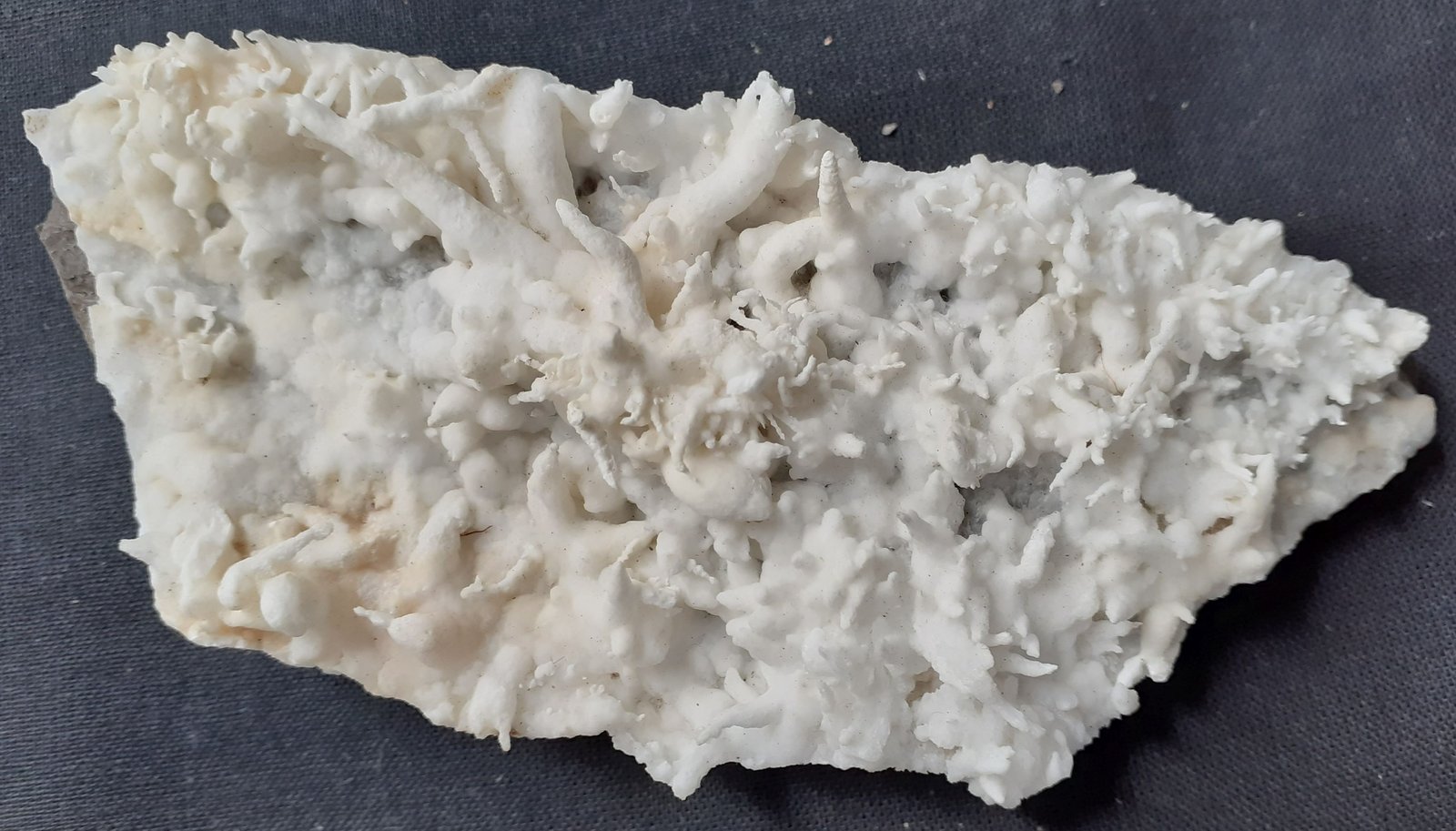 Aragonite (variety flos ferri)
11 x 4,5 cm
(Autor: Volkmar Stingl)