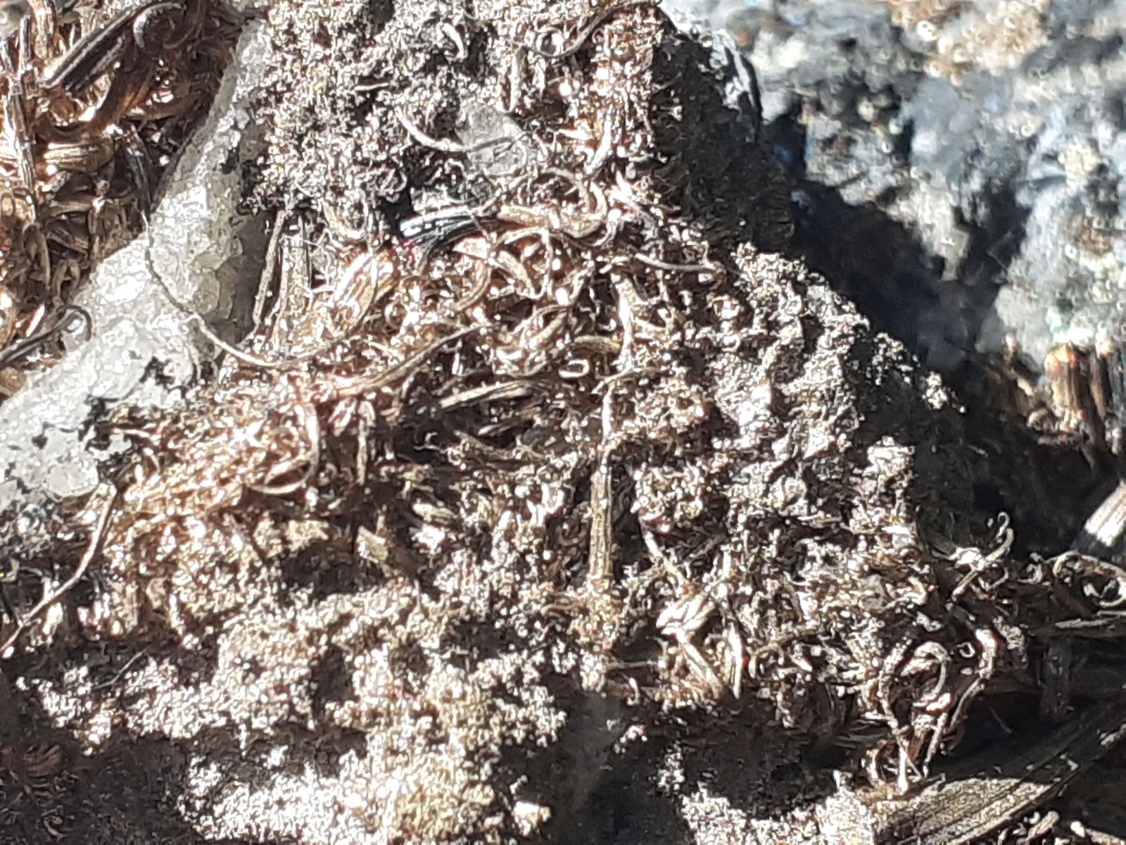 Silver
7 x 5 cm
(Autor: Volkmar Stingl)