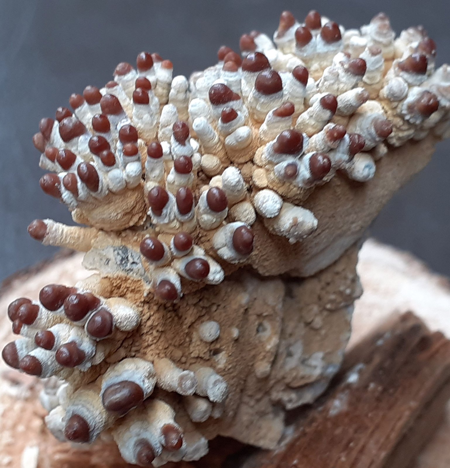 Aragonite
4,5 x 2,5 cm
(Autor: Volkmar Stingl)
