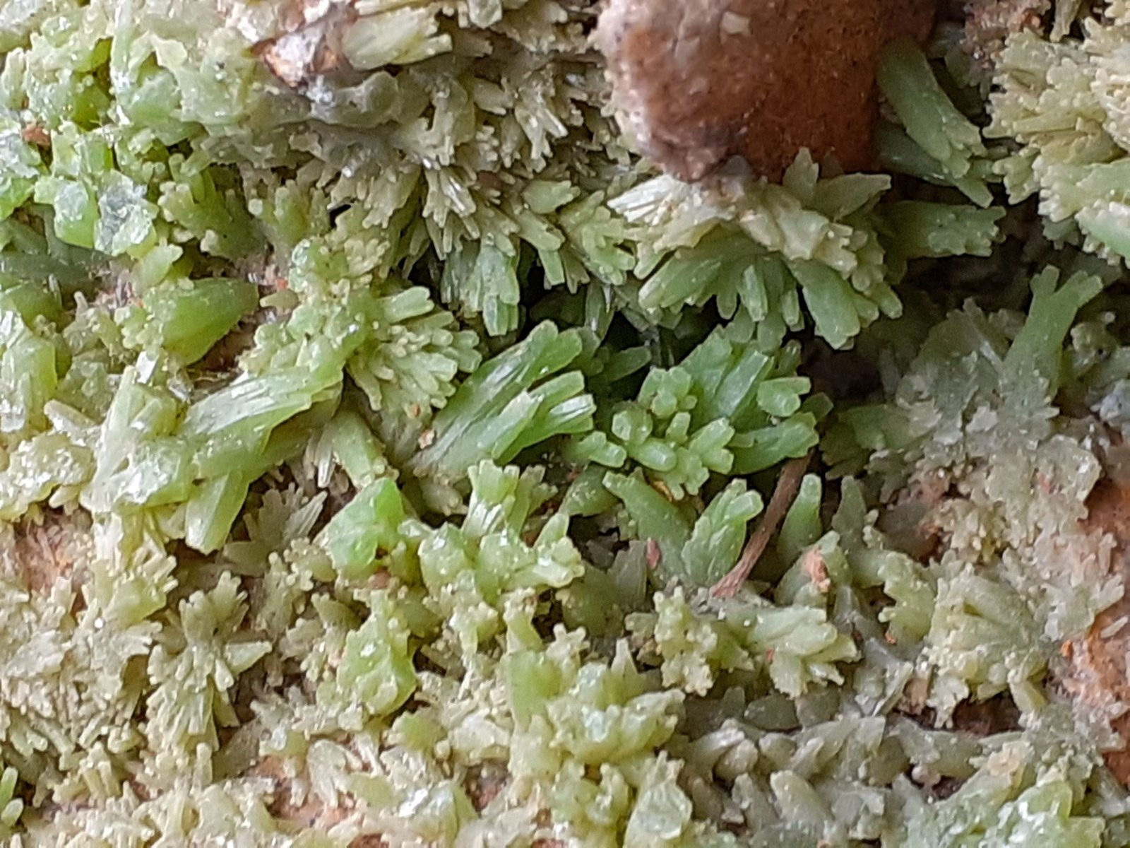 11 x 6 cm
(Autor: Volkmar Stingl)
