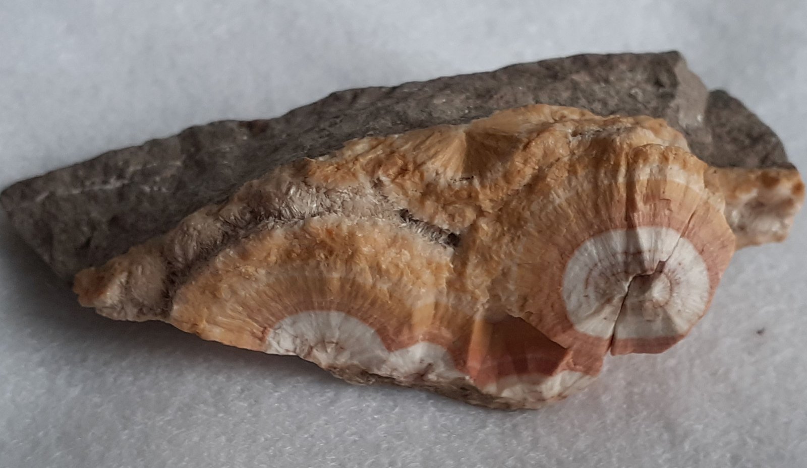 Natrolite
5,5 x 2 cm
(Autor: Volkmar Stingl)
