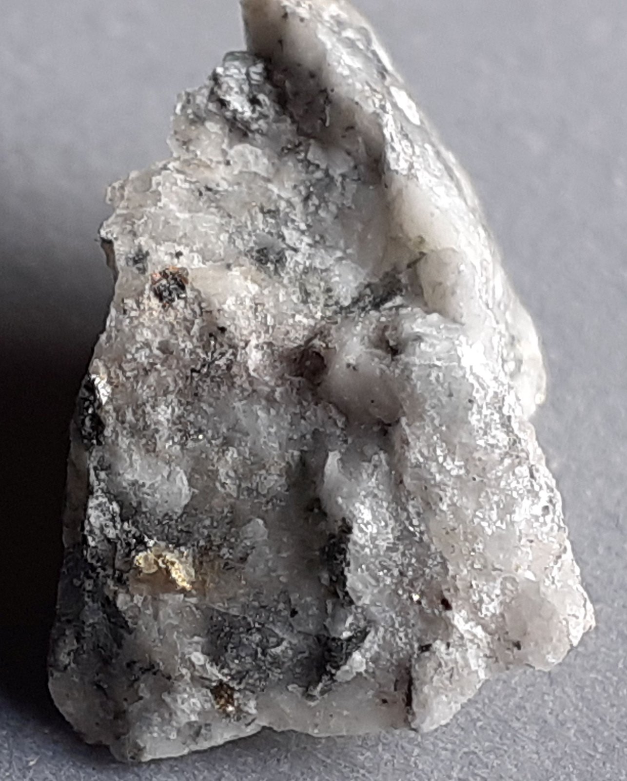 Gold
length 18 mm
(Autor: Volkmar Stingl)