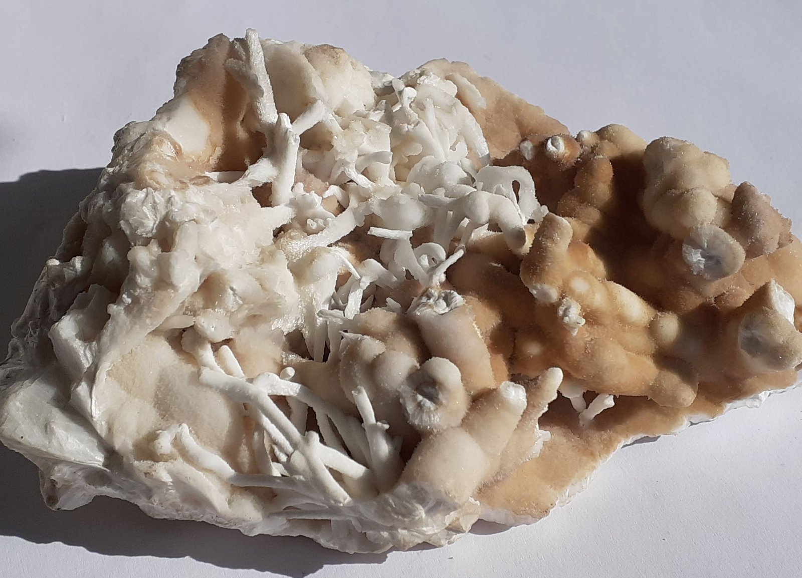 Aragonite (variety flos ferri)
13 x 9 cm
(Autor: Volkmar Stingl)
