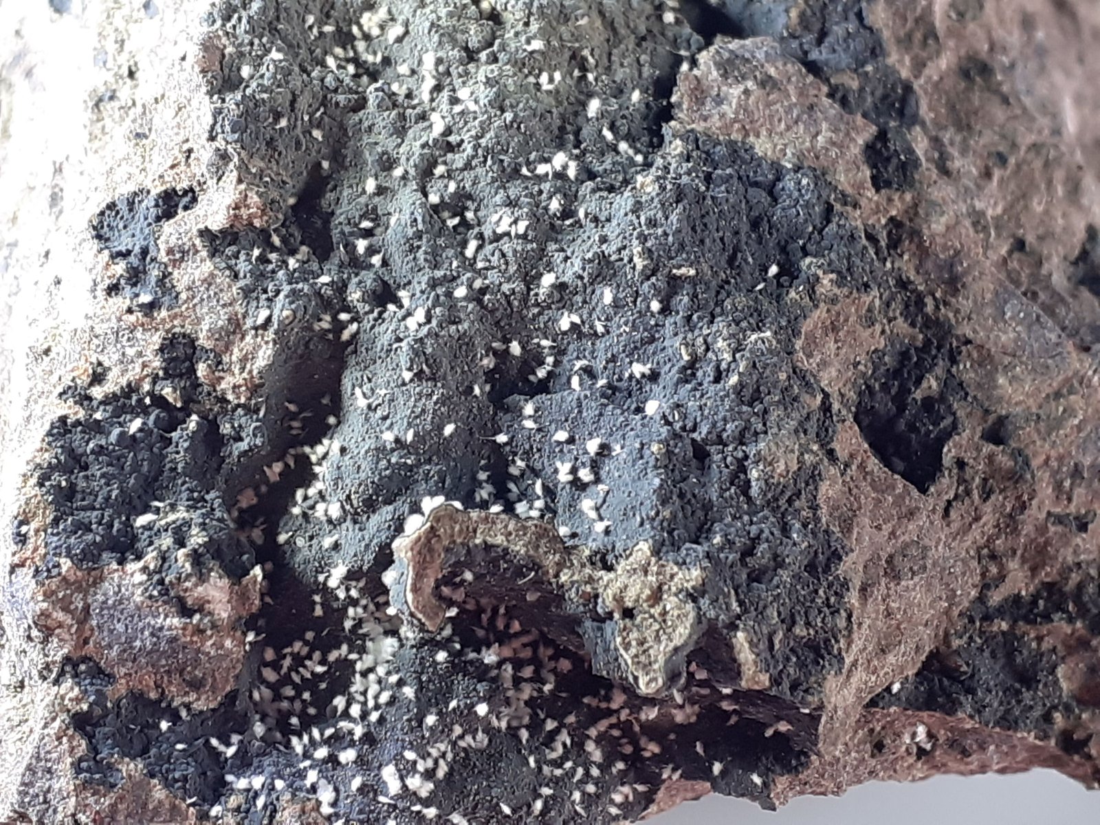 Ferrierite-Mg
4,5 x 3 cm
(Autor: Volkmar Stingl)
