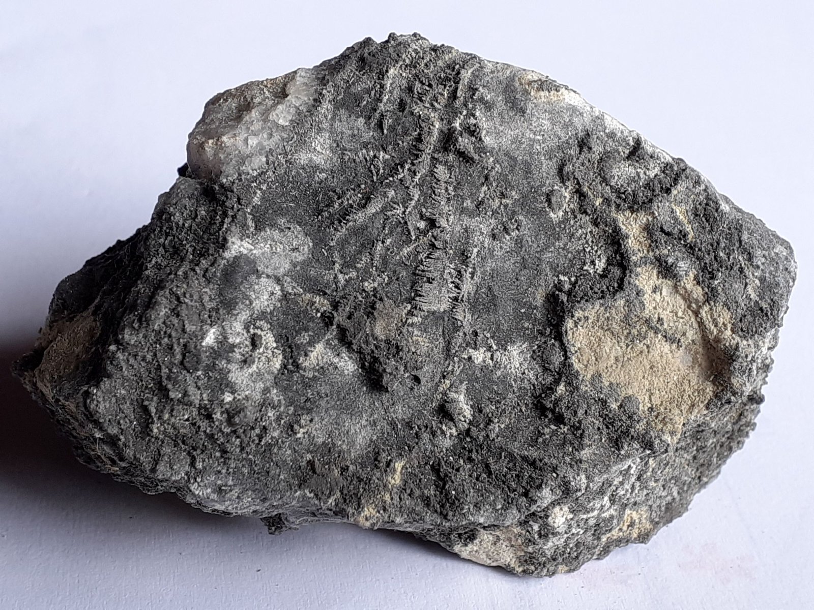 Silver
7 x 4,5 cm
(Autor: Volkmar Stingl)