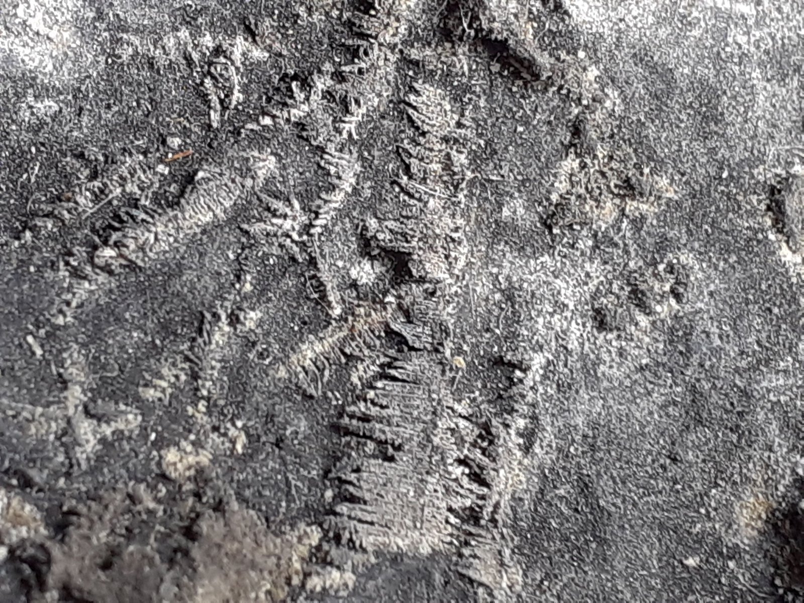 Silver
7 x 4,5 cm
(Autor: Volkmar Stingl)