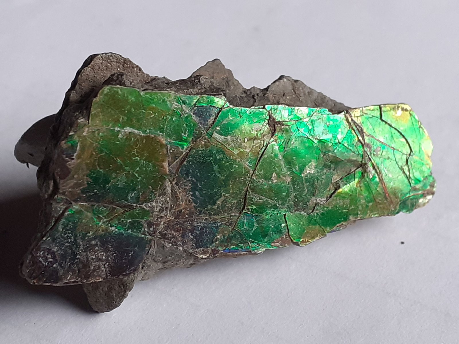 Aragonite (variety ammolite)
4 x 1,7 cm
(Autor: Volkmar Stingl)
