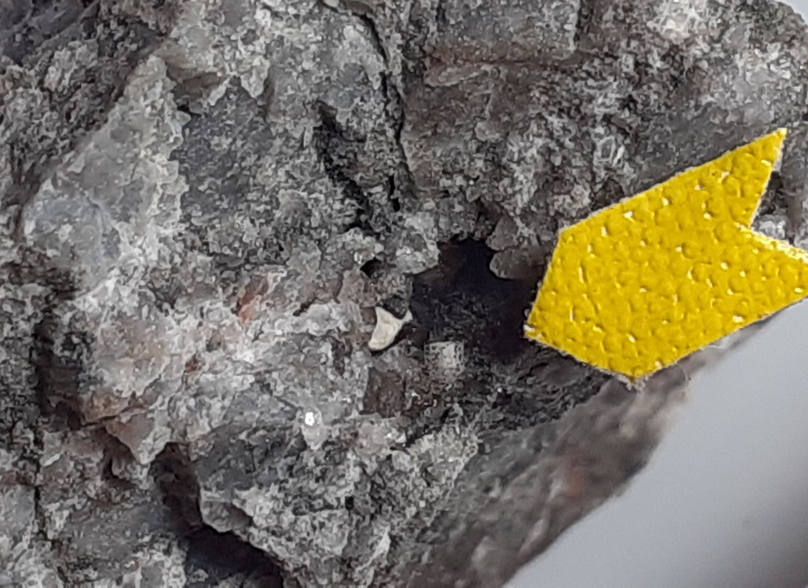Donnayite-(Y)
FoV ca. 1 x 1,5 cm
(Autor: Volkmar Stingl)