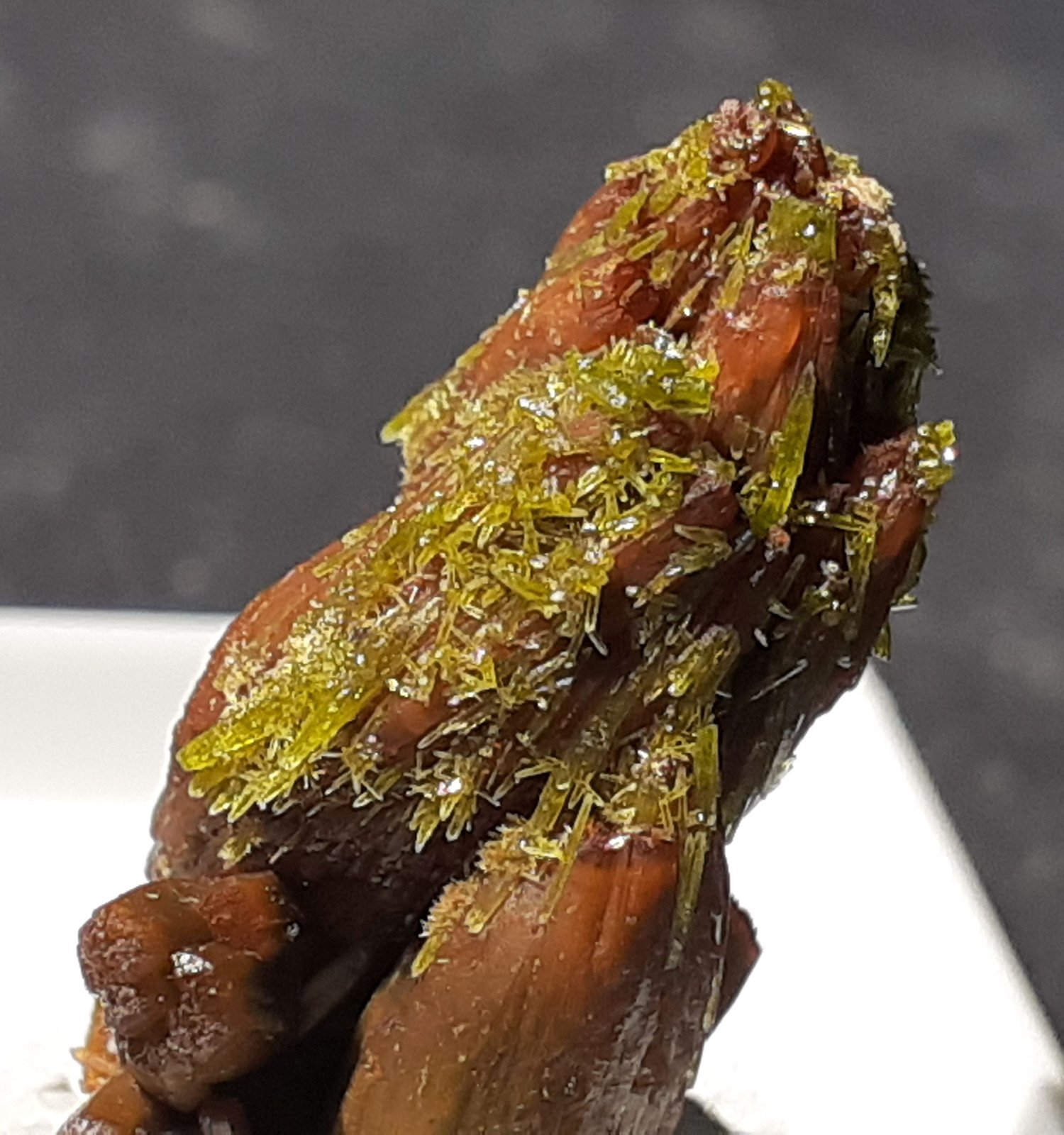 Descloizite, Pyromorphite
2,5 x 1 cm
(Autor: Volkmar Stingl)