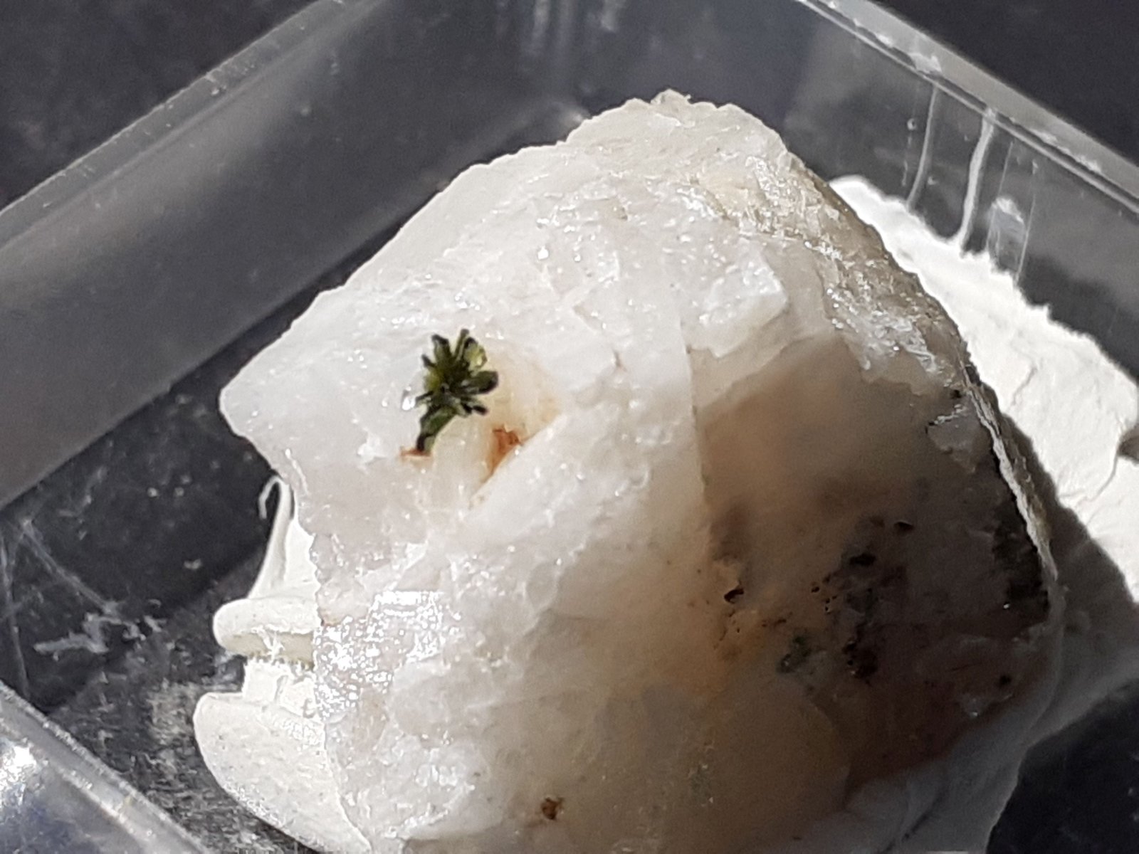 Olivenite
1,5 x 1,3 cm
(Autor: Volkmar Stingl)