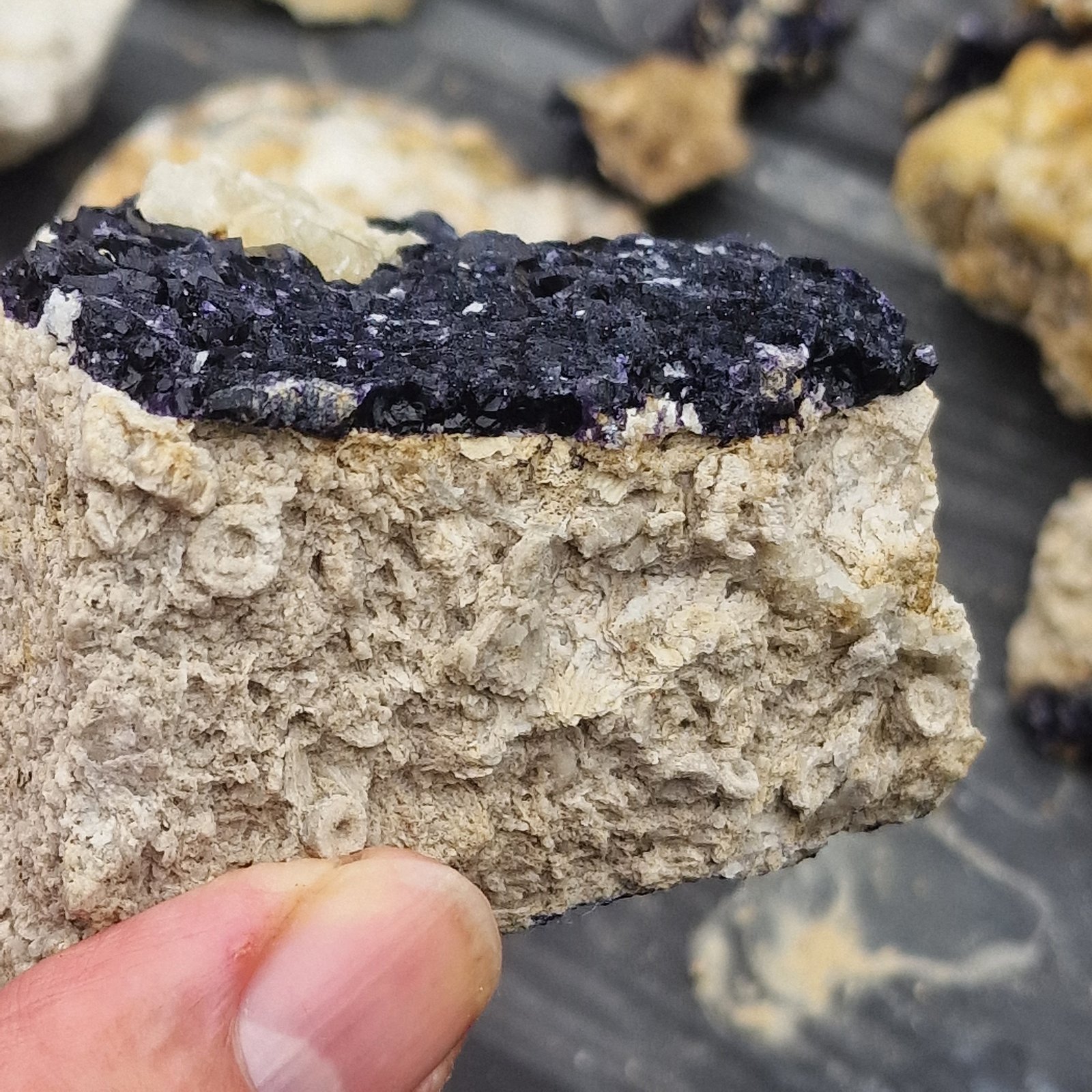Fluorite on limestone crinoid bed
7cm
(Autor: Forrestblyth)