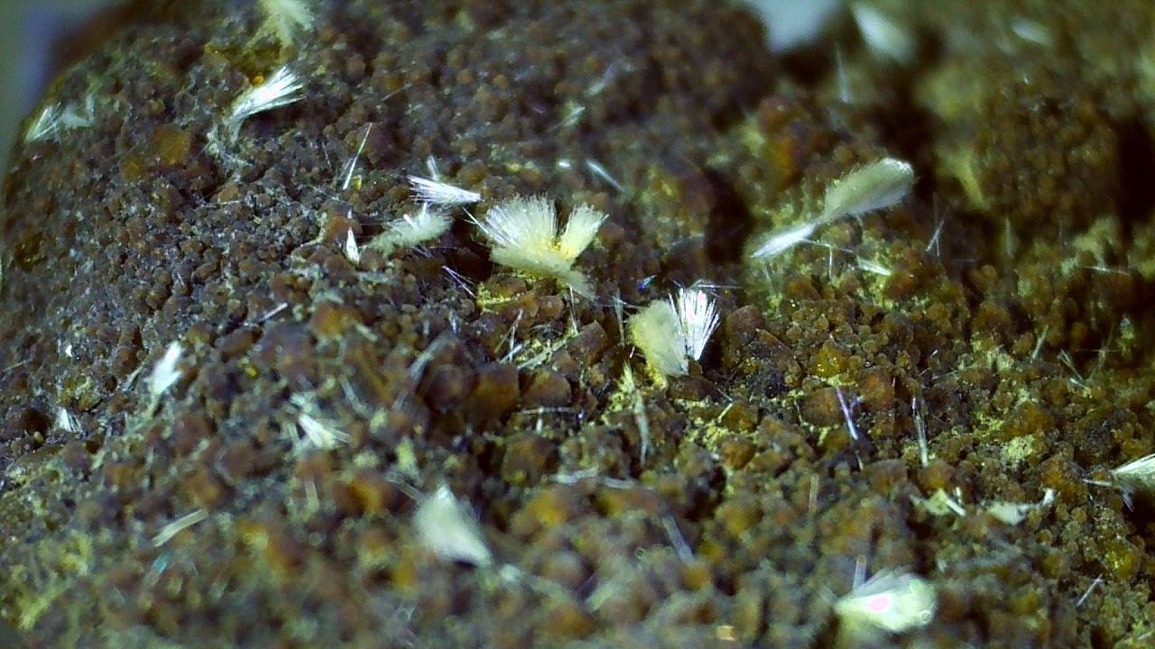 Ferrierite-Mg
2,5 x 1,5 cm
(Autor: Volkmar Stingl)