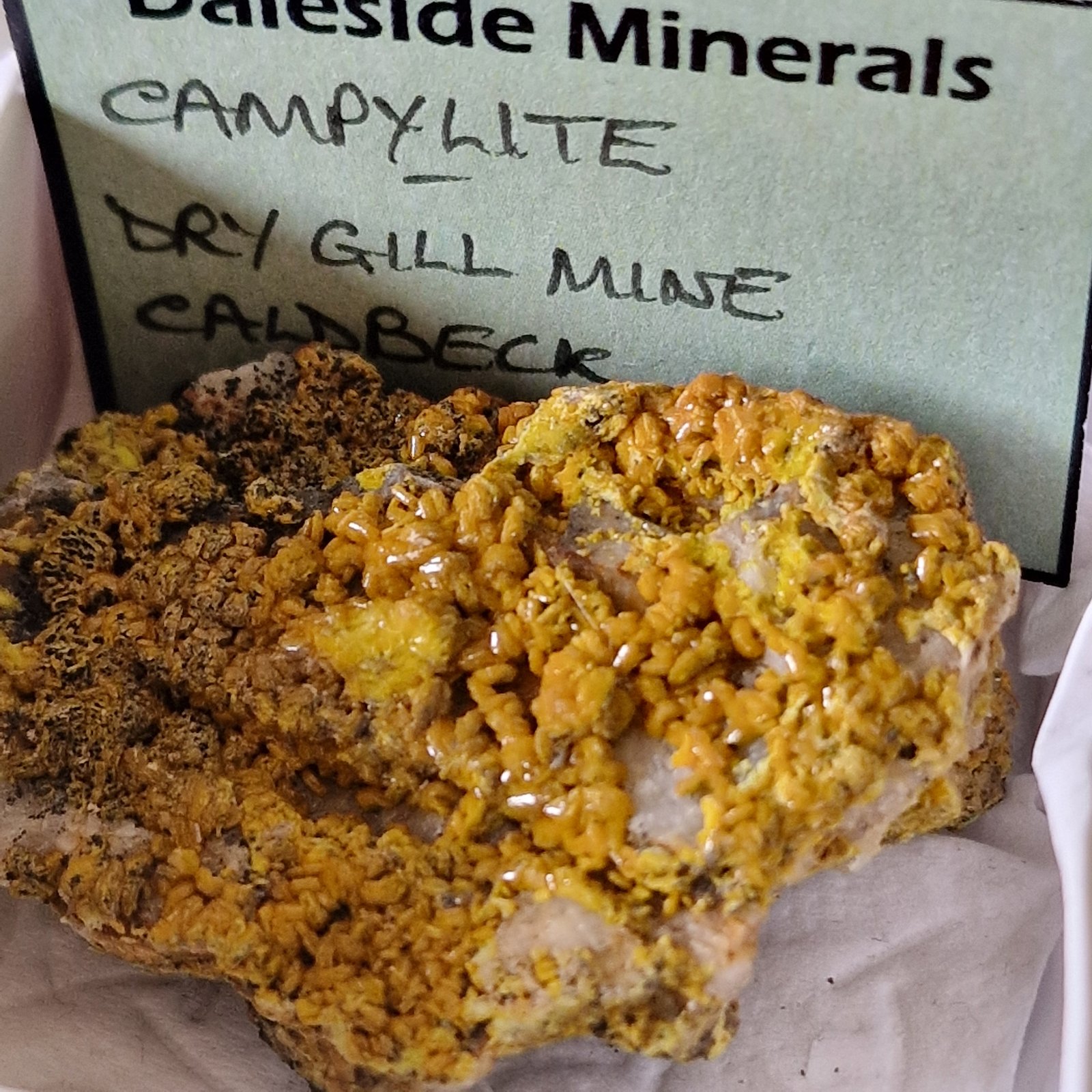 Mimetite (variety campylite)
60 mm matrix with 5 mm crystals
(Autor: Forrestblyth)