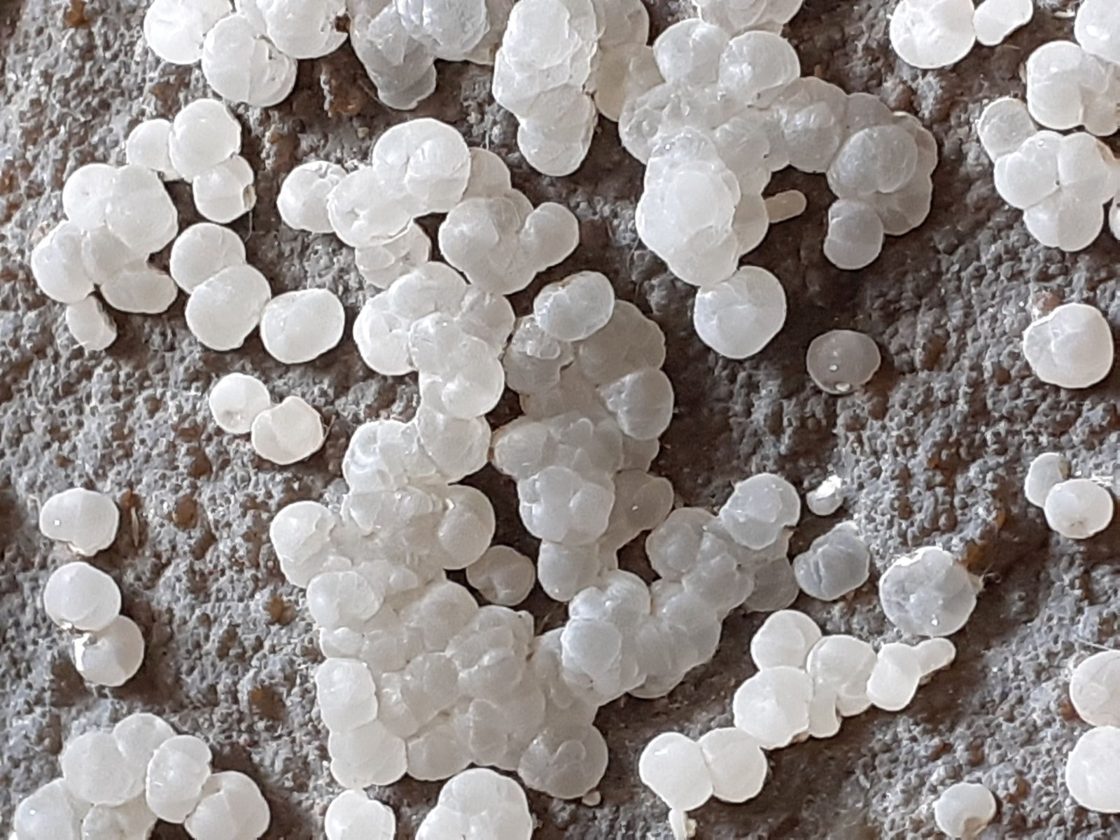 Talc
10 x 8 cm
(Autor: Volkmar Stingl)