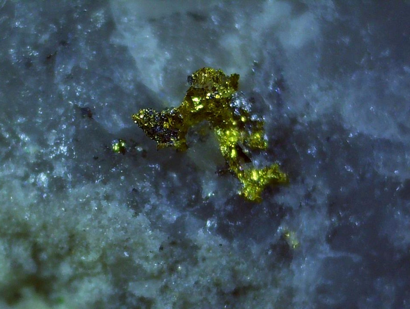 Gold
2 x 1,5 cm
(Autor: Volkmar Stingl)