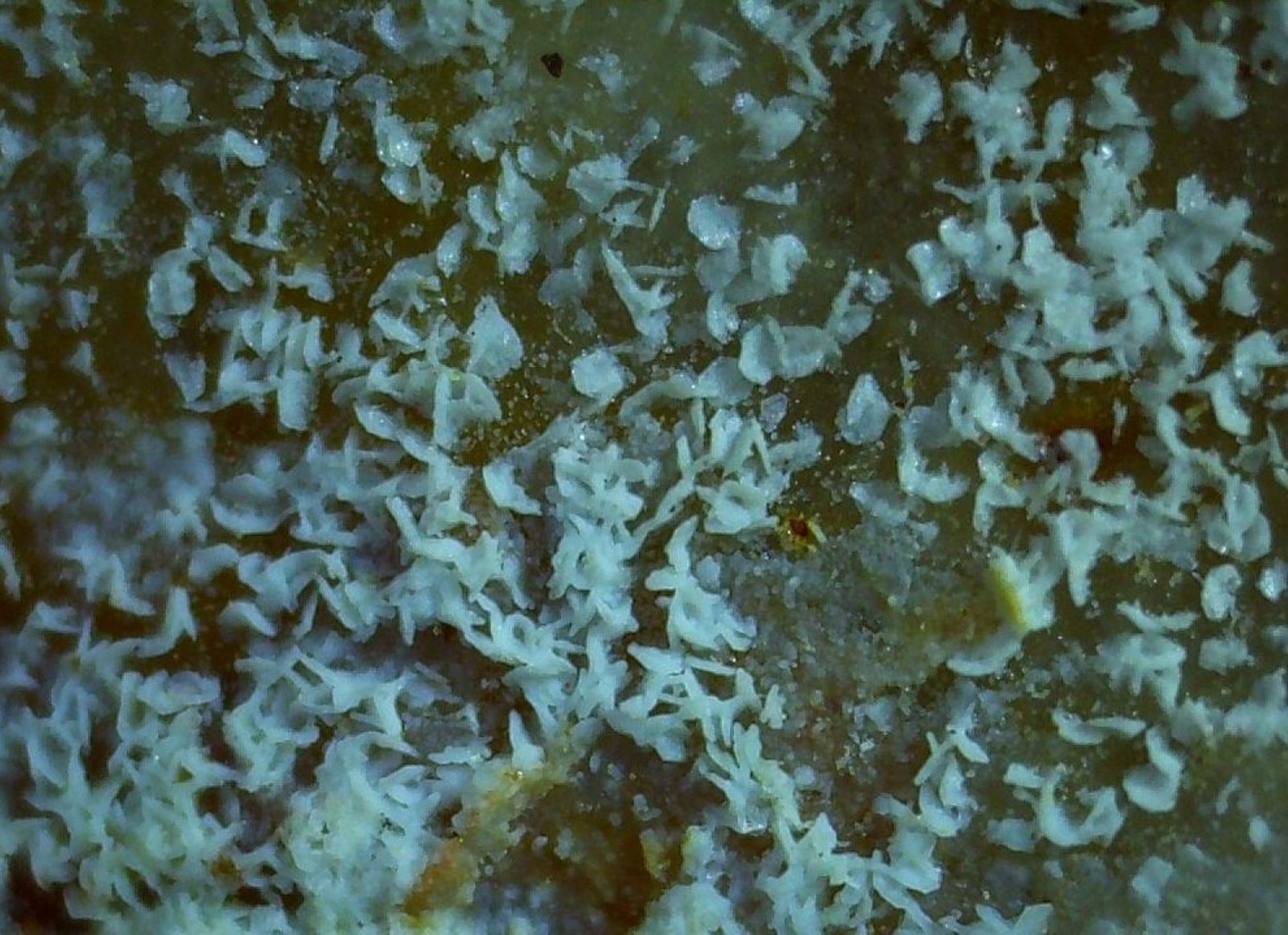 Perhamite
3 x 3 cm
(Autor: Volkmar Stingl)