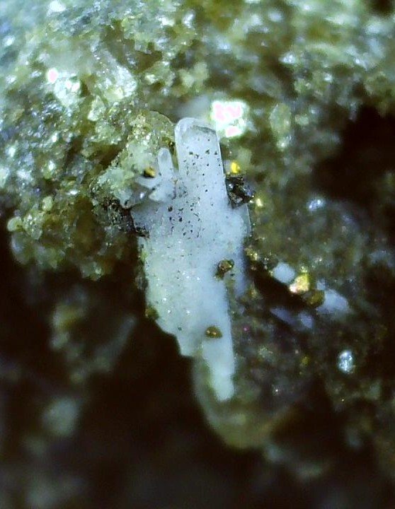 Whewellite, Pyrite
2,2 x 1,8 cm
(Autor: Volkmar Stingl)