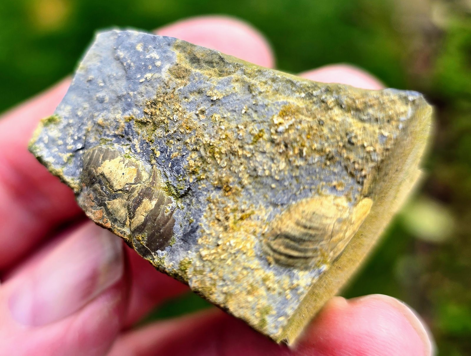 Pyrite secondary deposit
10 cm
(Autor: Forrestblyth)