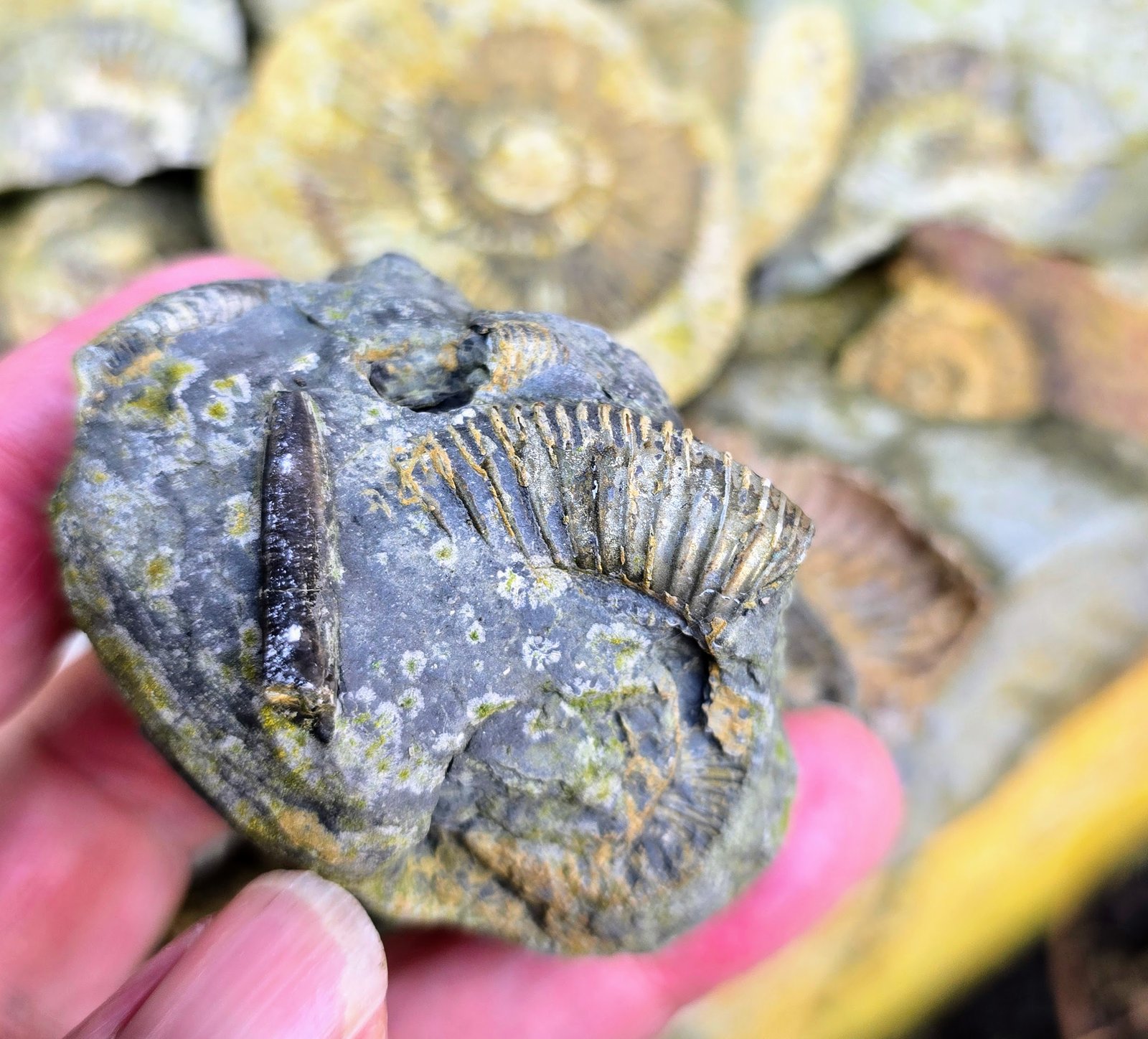 Pyritized fossil nodule
(Autor: Forrestblyth)