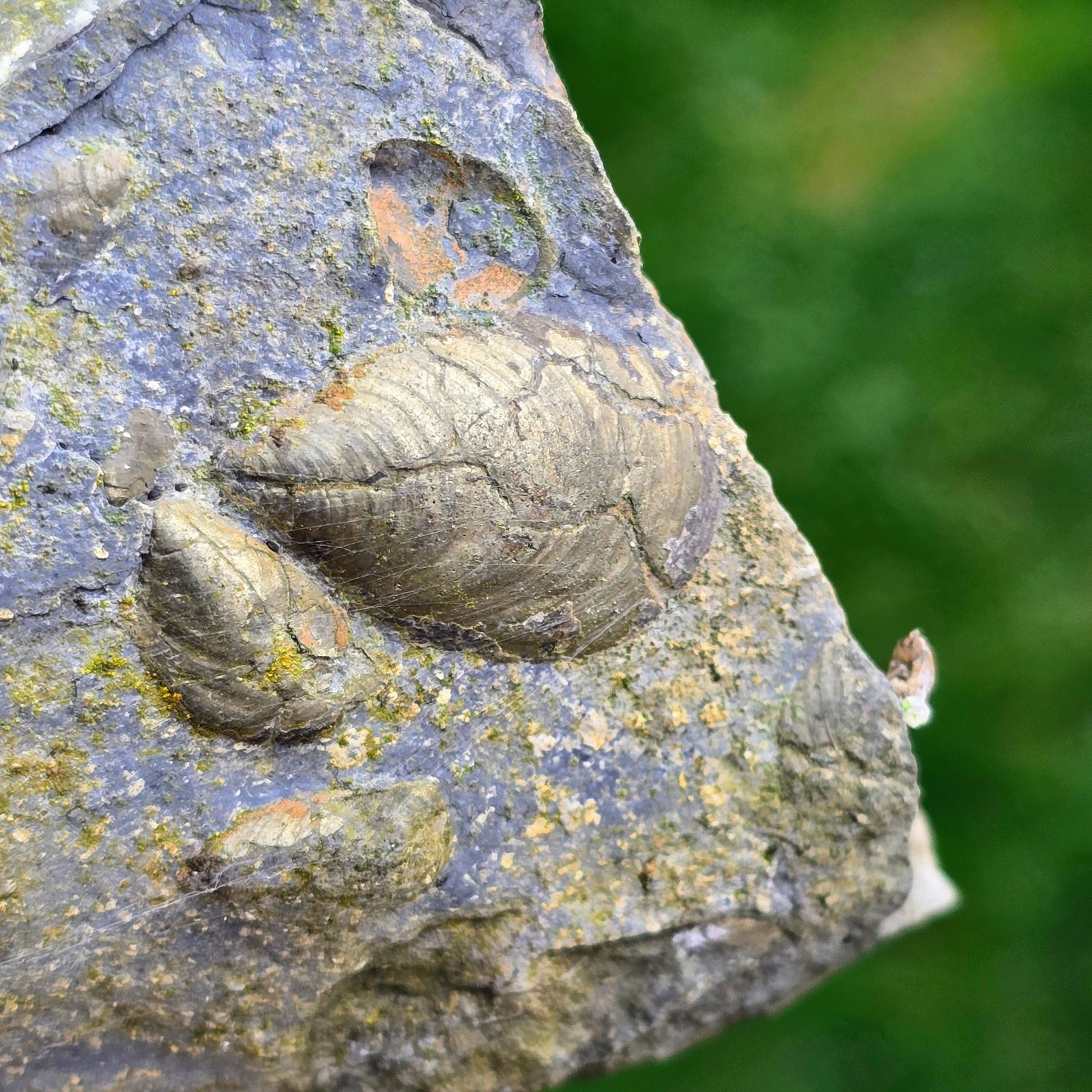 Pyrite secondary deposit
(Autor: Forrestblyth)