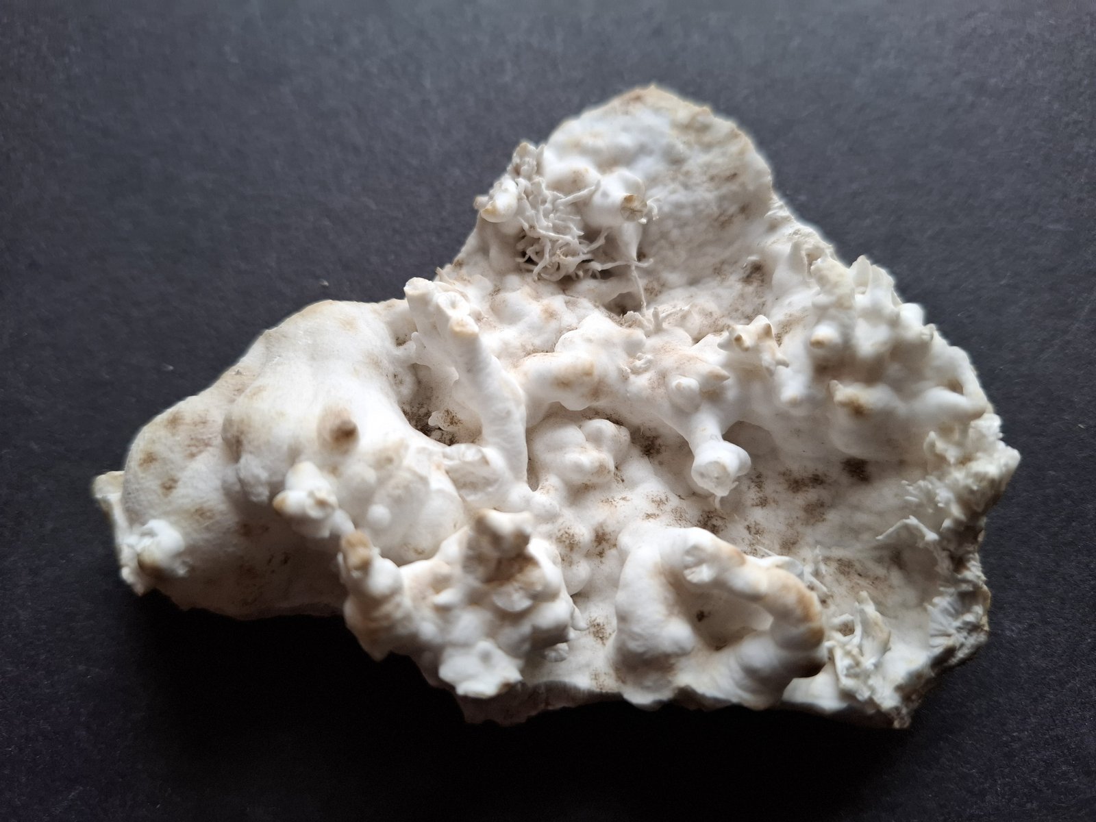Aragonite (variety flos ferri)
8 x 7,5 cm
(Autor: Volkmar Stingl)