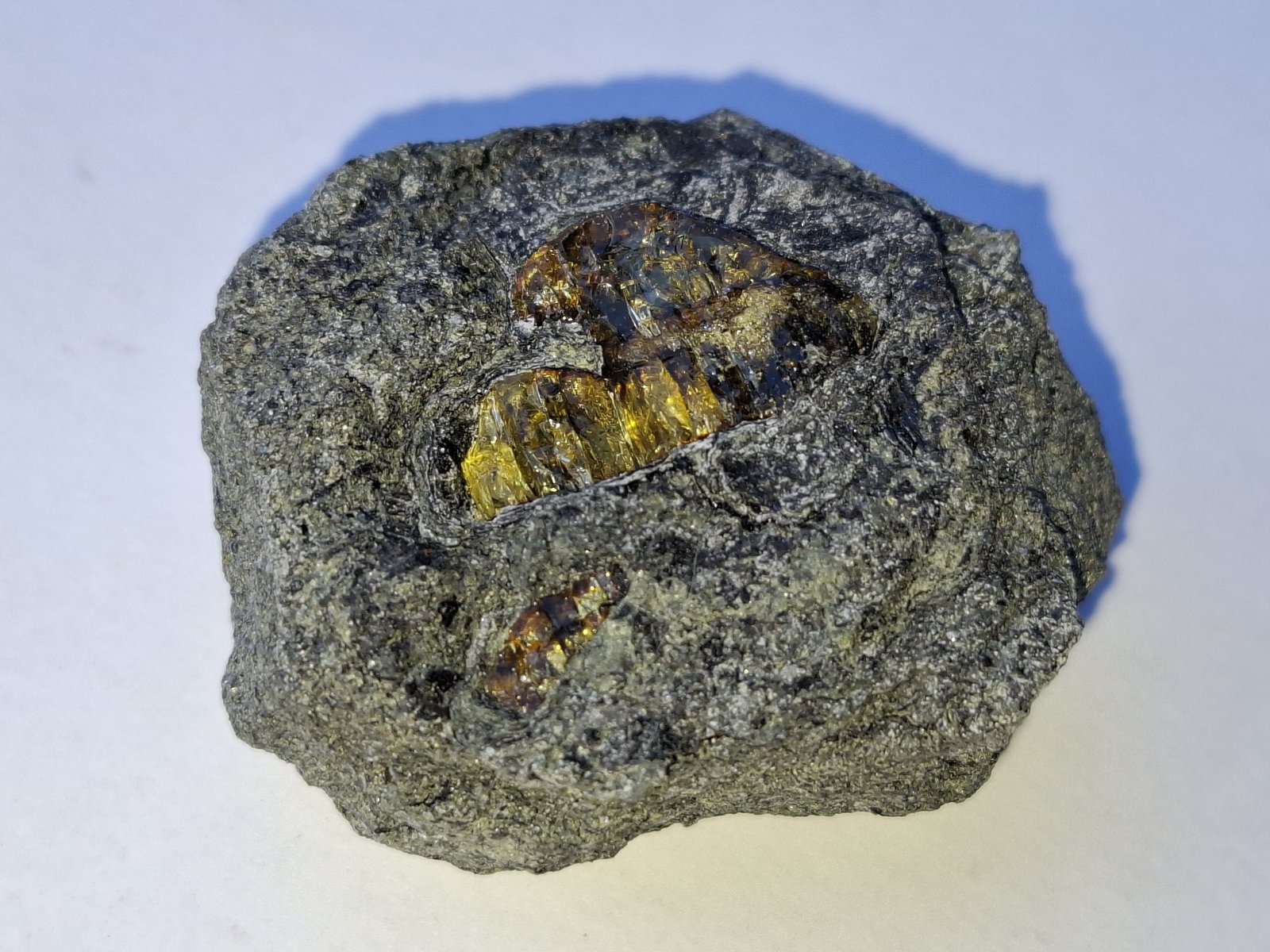 Amber
3,5 x 3 cm
(Autor: Volkmar Stingl)