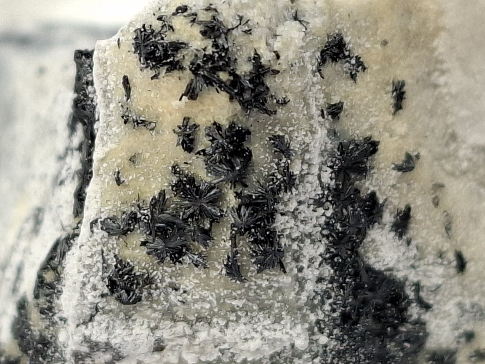 Ludwigite
4 x 3 cm
(Autor: Volkmar Stingl)