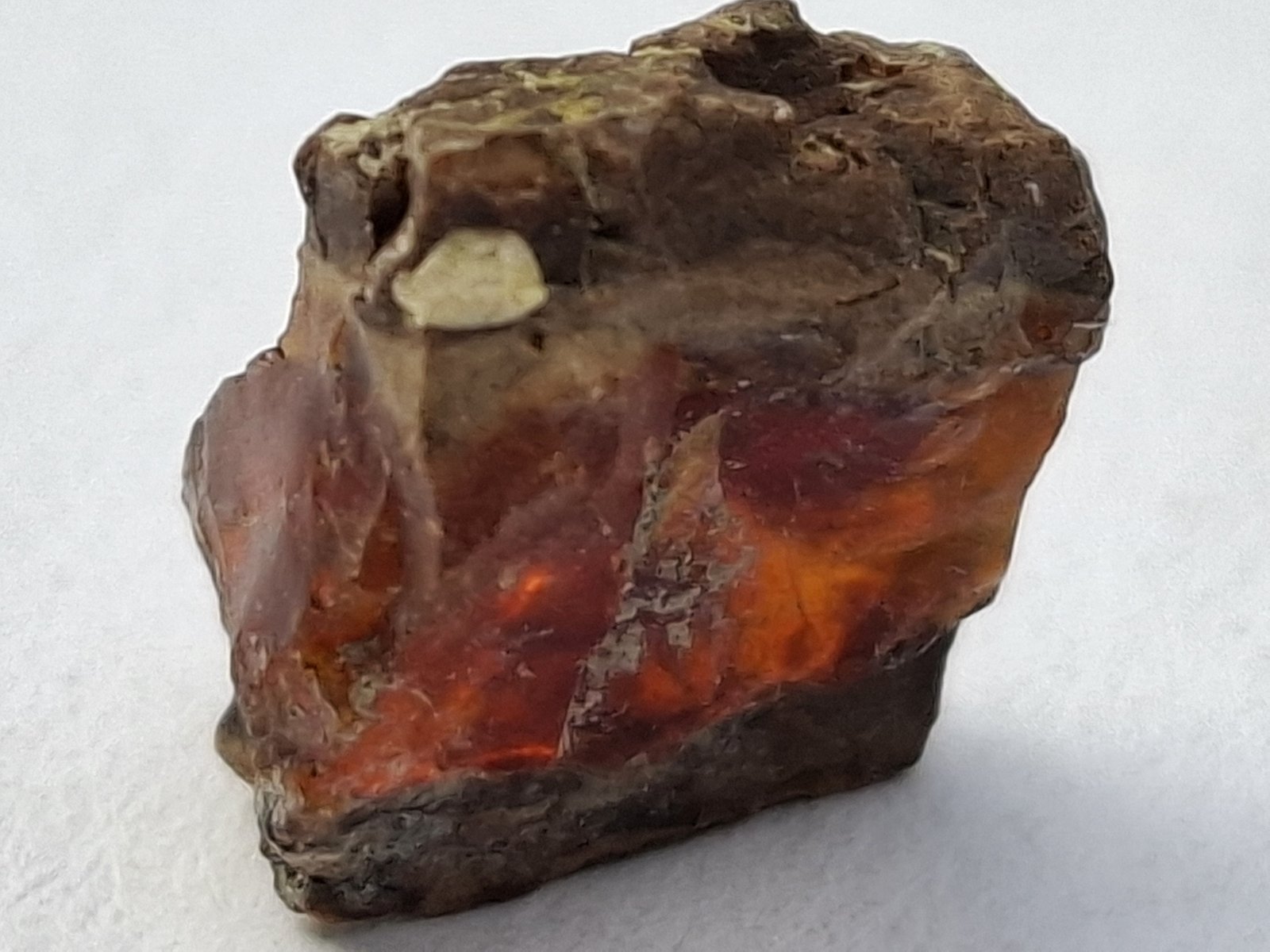 amber
1 x 1 cm
(Autor: Volkmar Stingl)