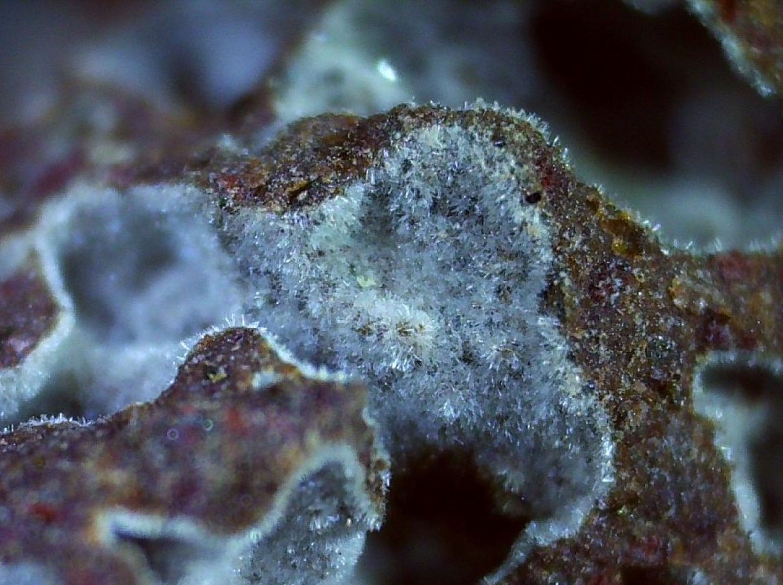 Erionite
1,5 x 1 cm
(Autor: Volkmar Stingl)