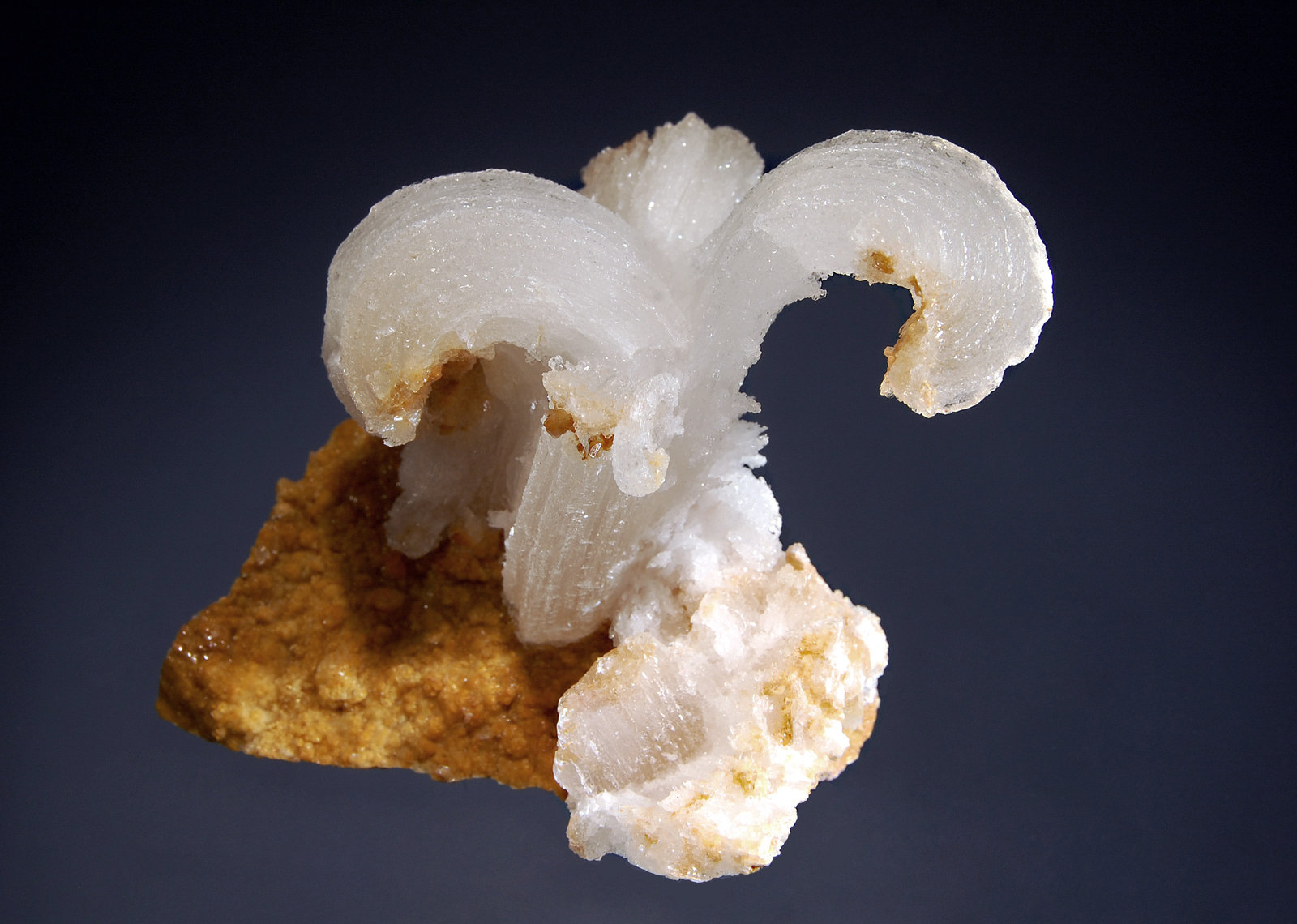 Gypsum
5.3 x 5.4 x 6.9 cm.
(Autor: Michael Shaw)