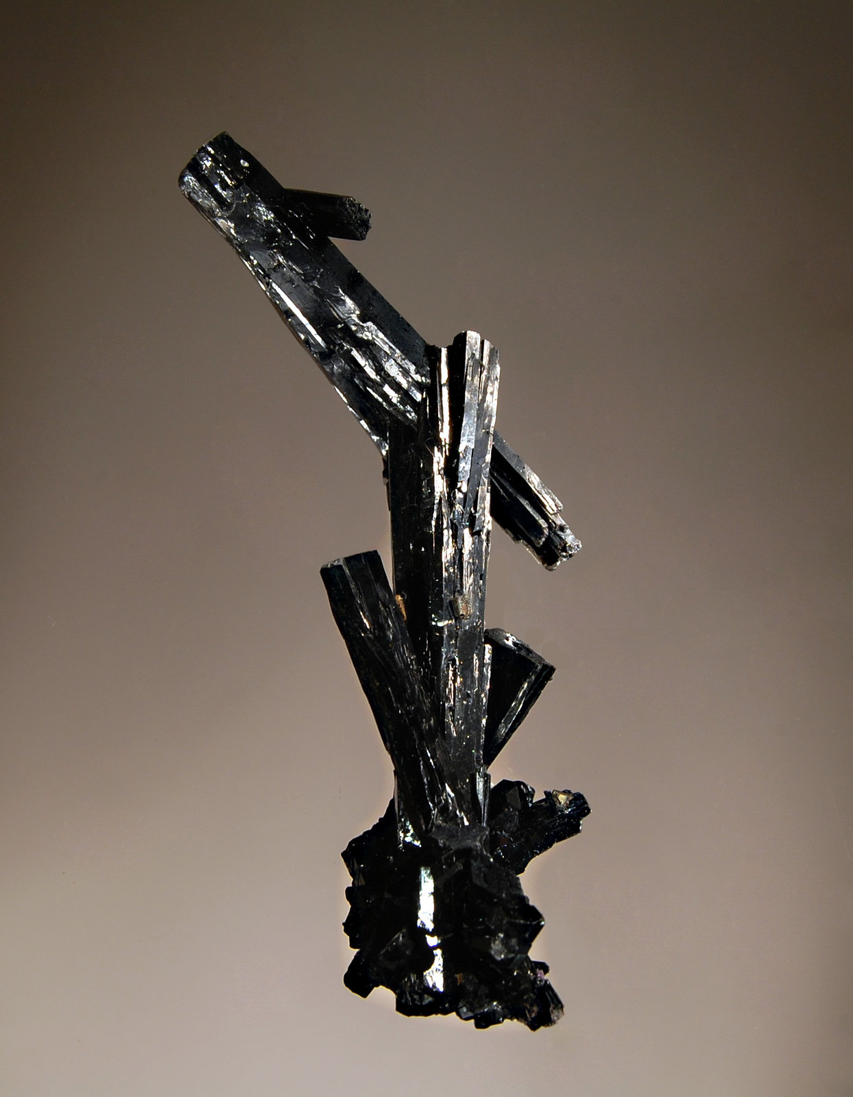 Aegirine
3.5 x 7.9 cm
(Autor: Michael Shaw)
