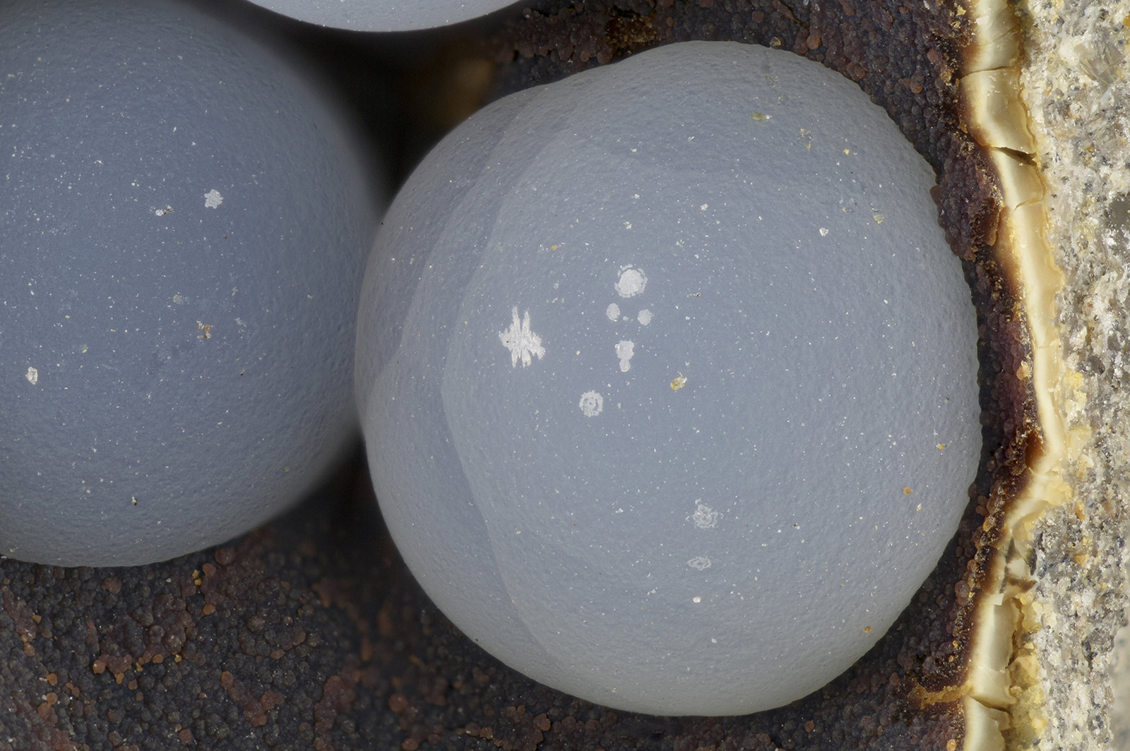 'Thomsonite'
FOV = 3.9 mm
(Autor: Doug)