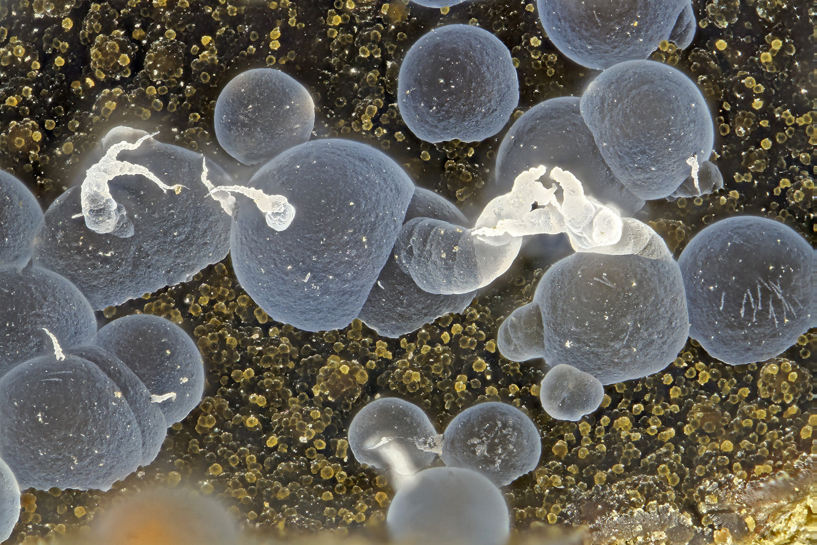 Thomsonite
FOV = 1.7 mm
(Autor: Doug)