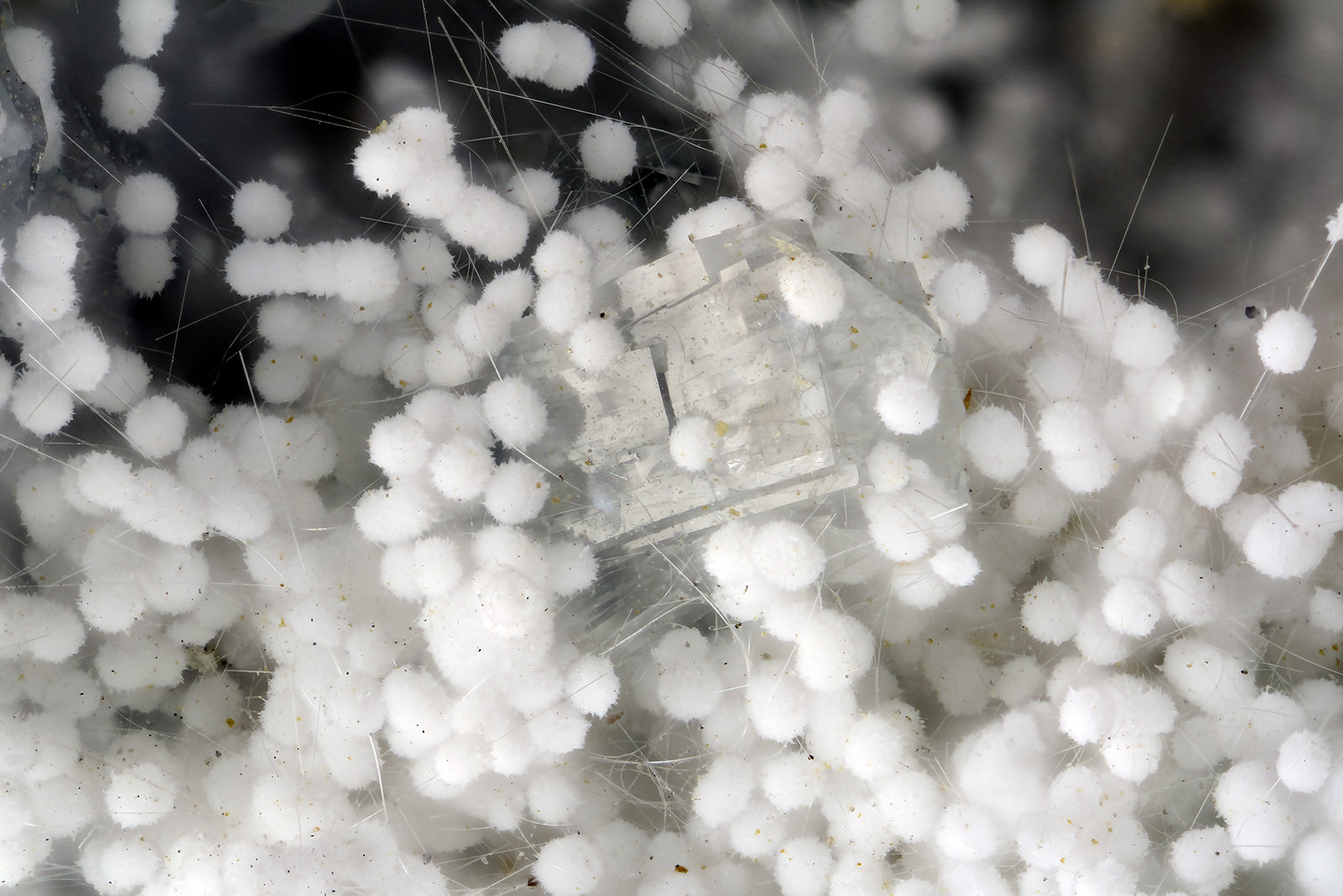 Mordenite, Erionite, Clinoptilolite-Ca
FOV = 3.8 mm
(Autor: Doug)