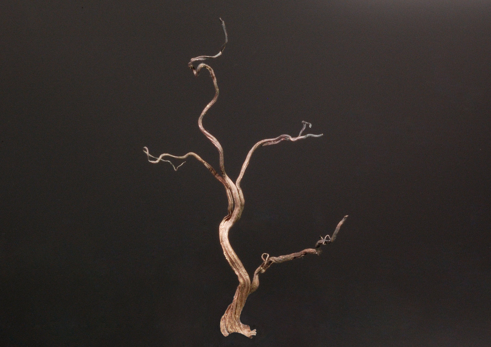 Silver
3.0 x 5.0 cm
(Autor: Michael Shaw)